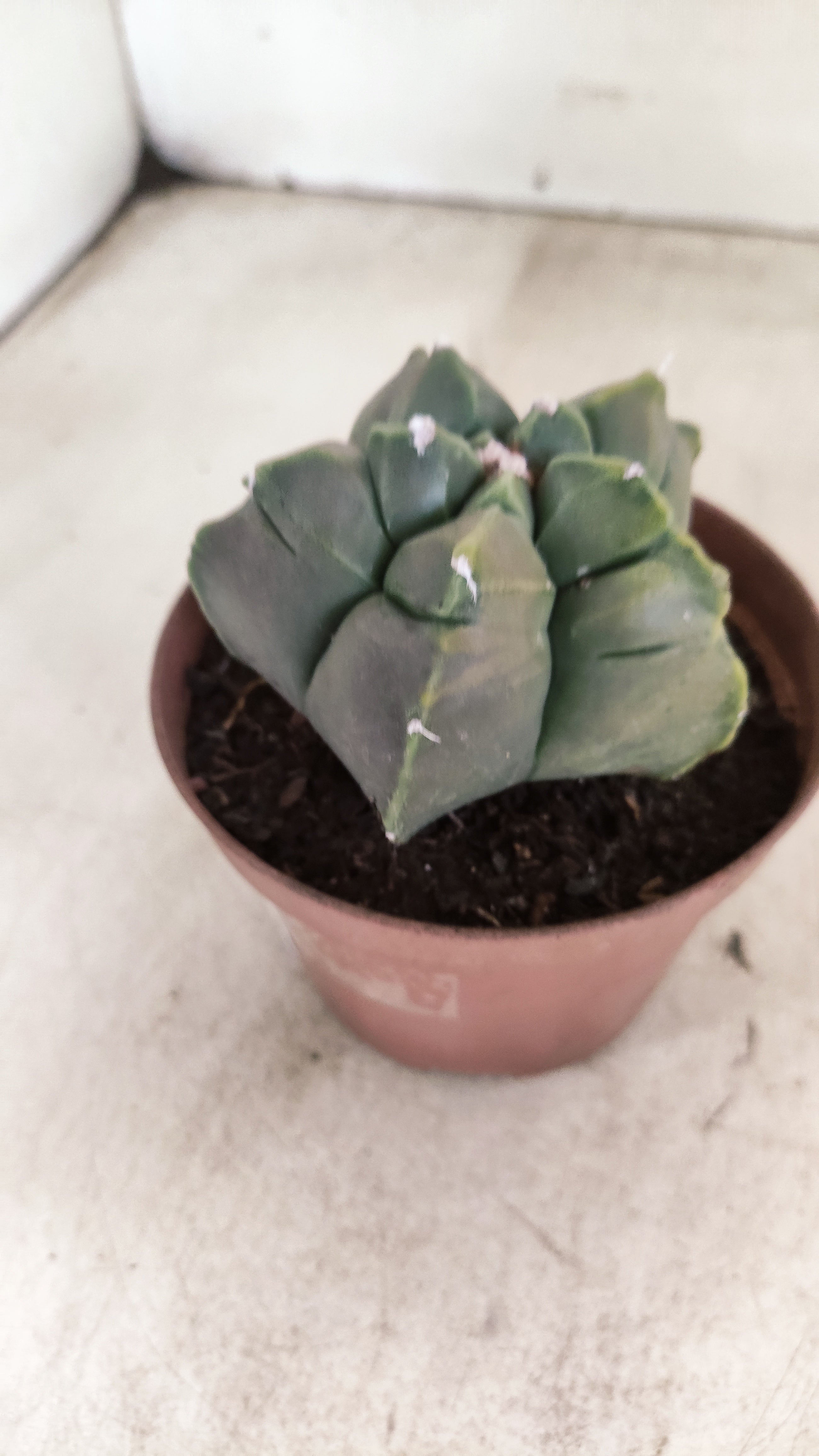 MATRIZ ASTROPHYTUM cv KIKKO  Nº 1131 – vaso 11