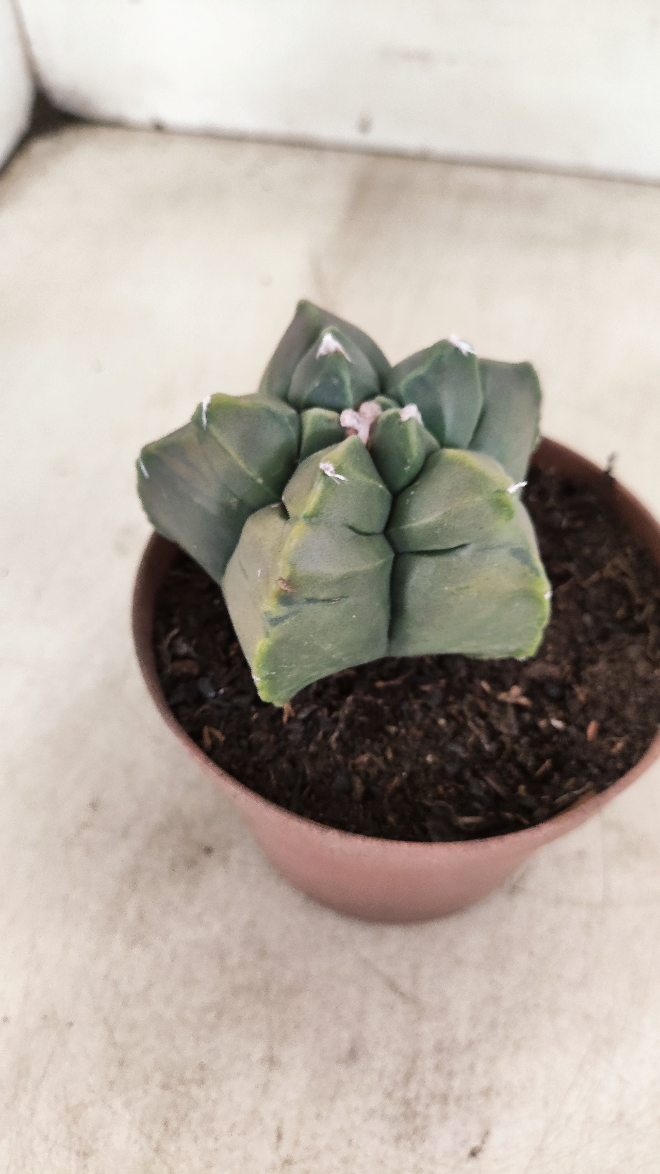 MATRIZ ASTROPHYTUM cv KIKKO  Nº 1131 – vaso 11