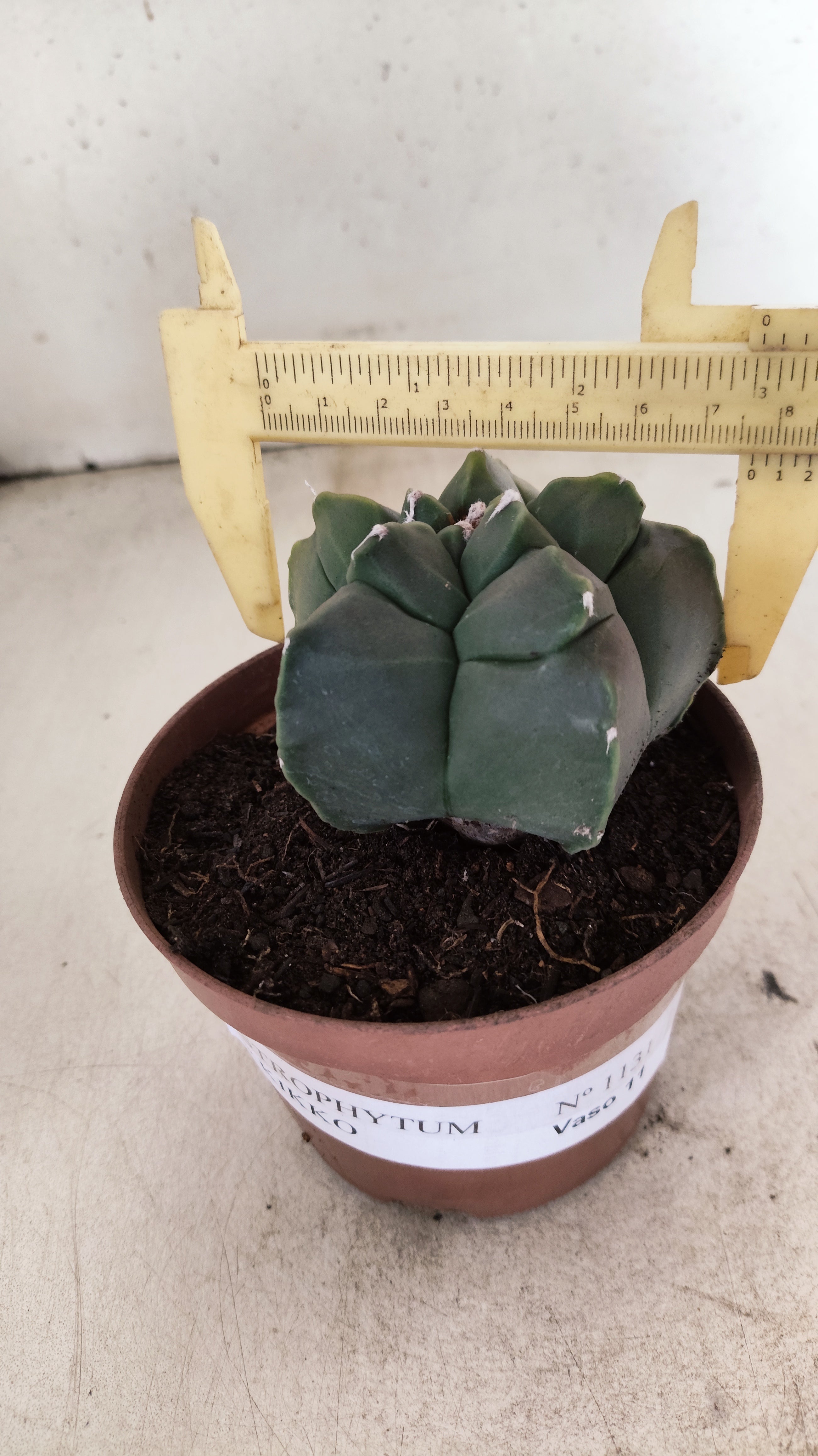 MATRIZ ASTROPHYTUM cv KIKKO  Nº 1131 – vaso 11