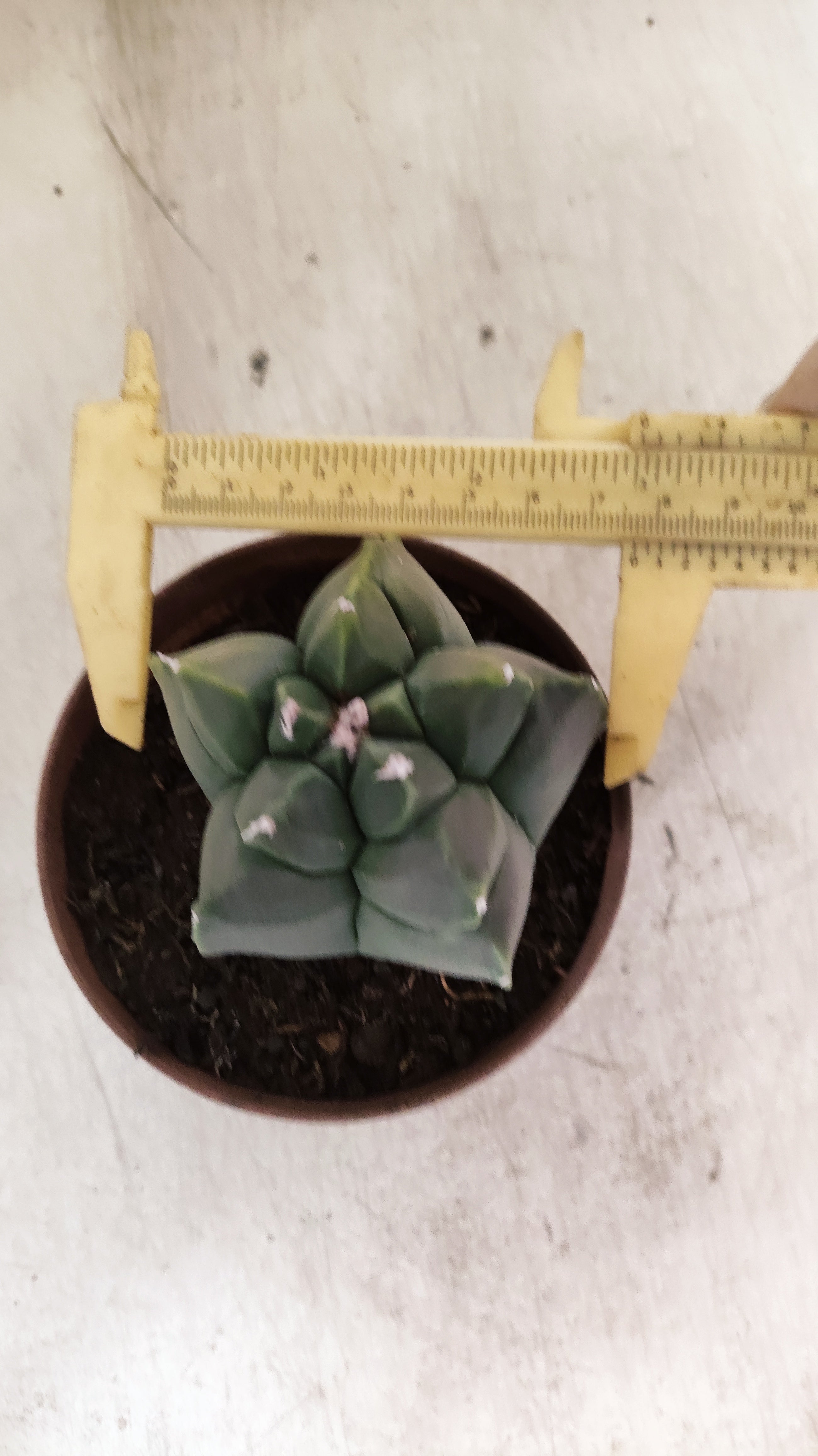MATRIZ ASTROPHYTUM cv KIKKO  Nº 1131 – vaso 11