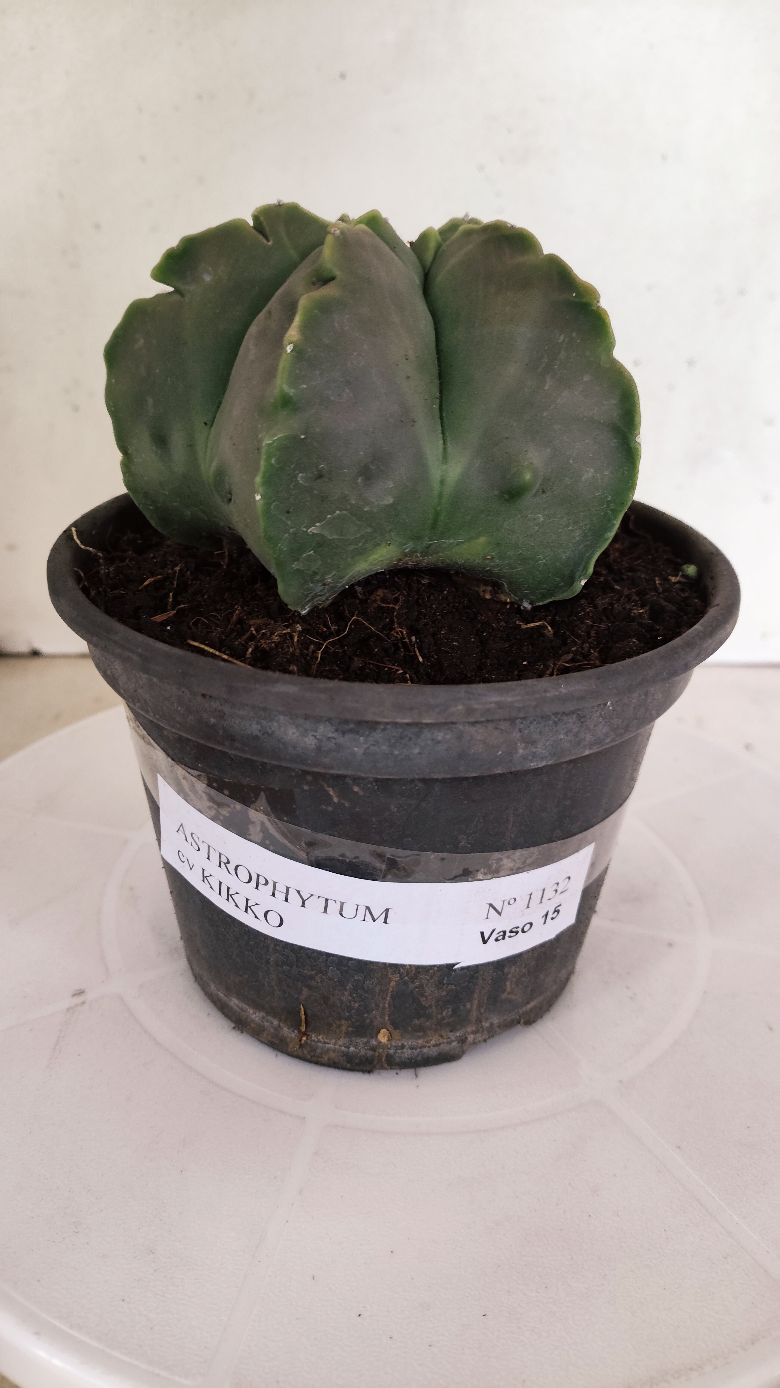 ASTROPHYTUM cv KIKKO "NUDUM" Nº 1132  - vaso 15
