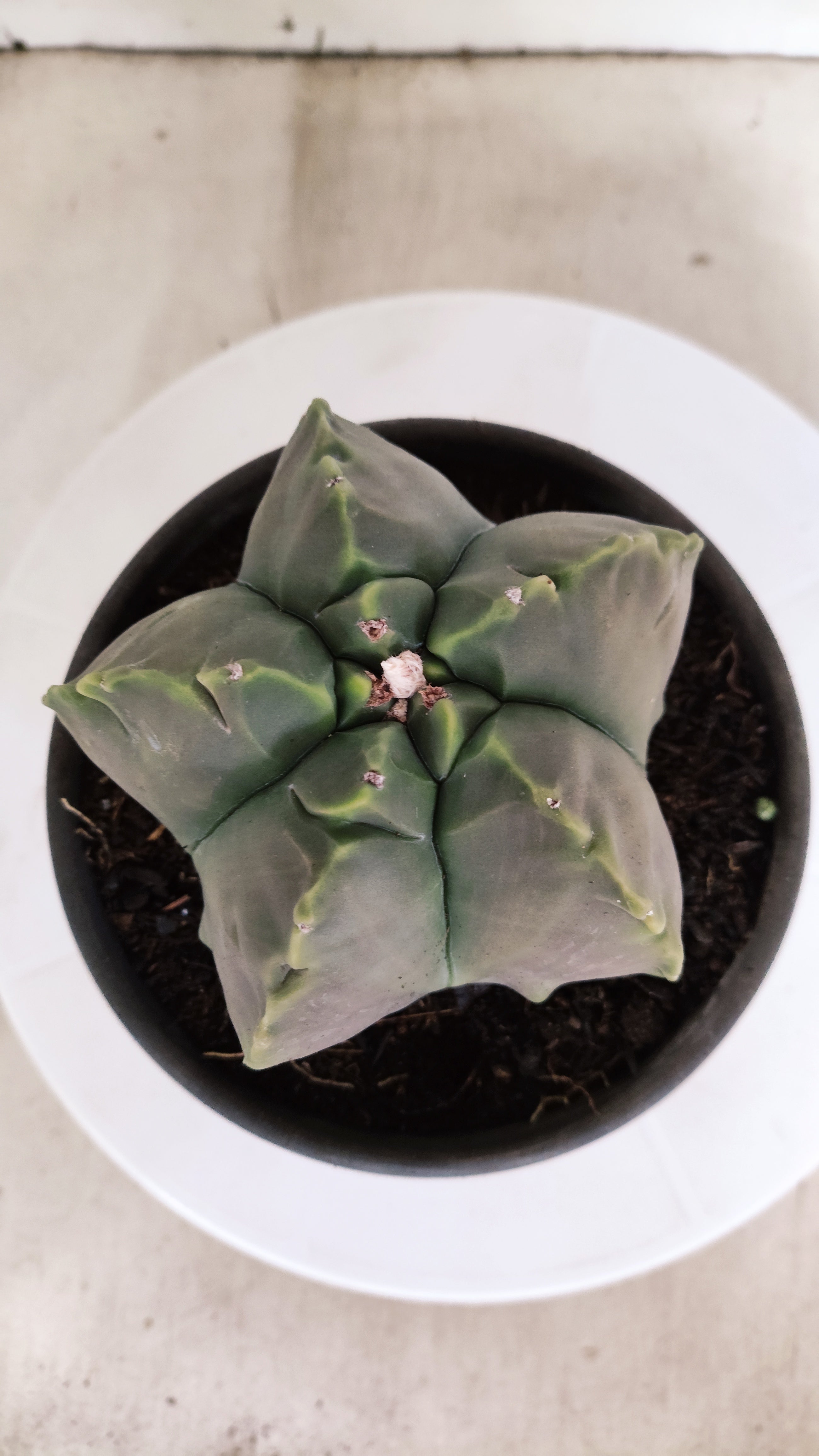 ASTROPHYTUM cv KIKKO "NUDUM" Nº 1132  - vaso 15