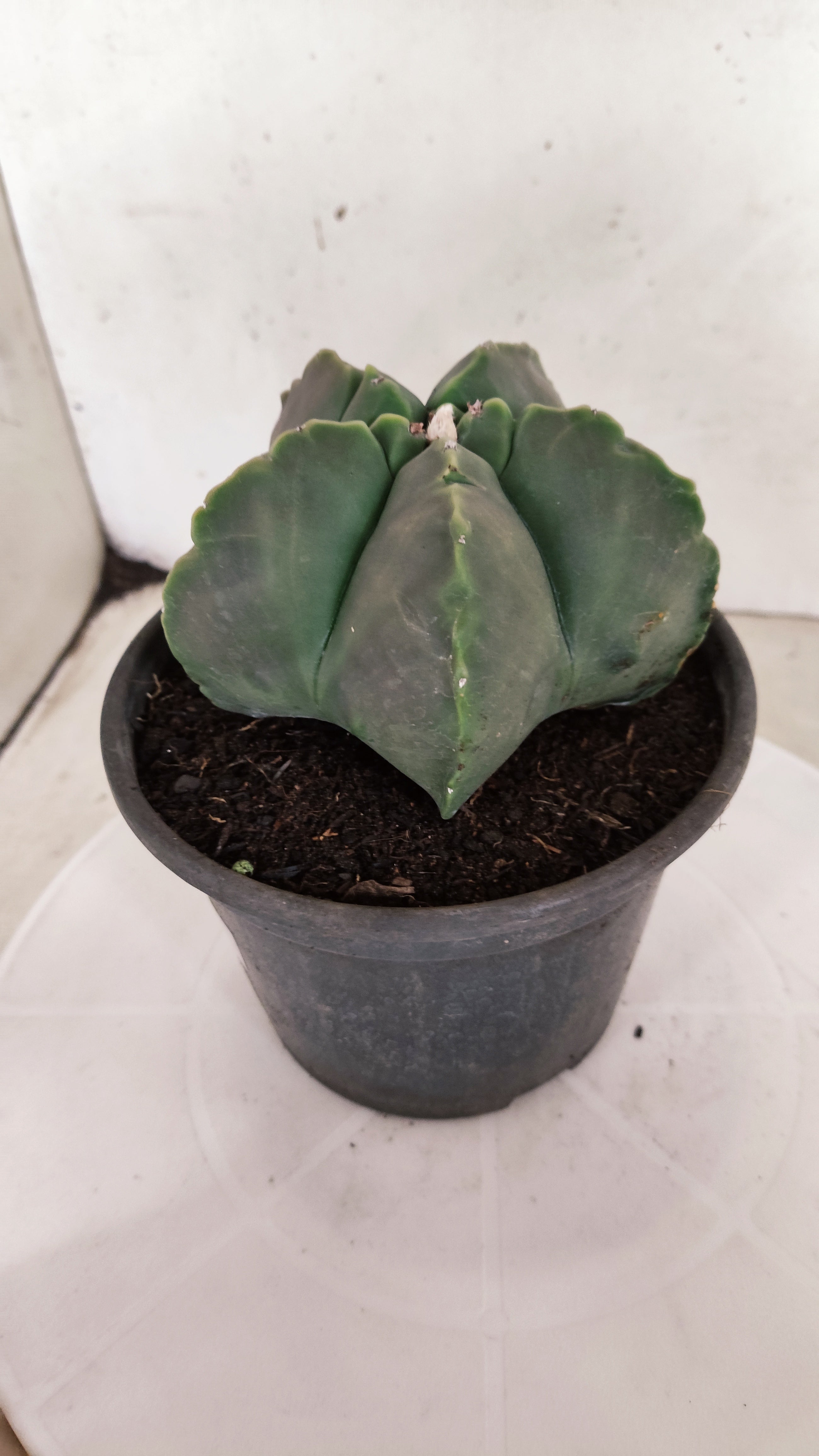 ASTROPHYTUM cv KIKKO "NUDUM" Nº 1132  - vaso 15