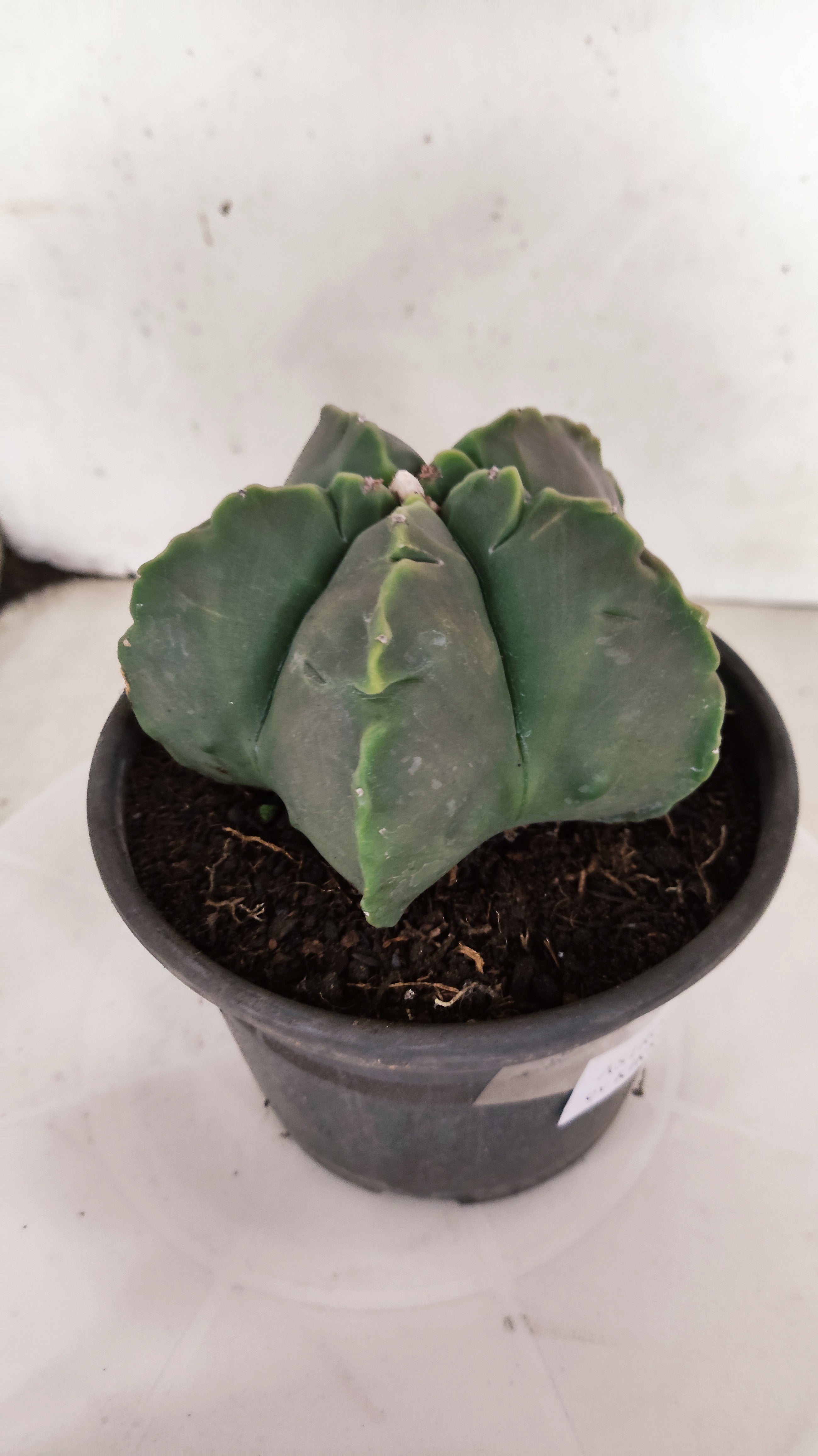 ASTROPHYTUM cv KIKKO "NUDUM" Nº 1132  - vaso 15