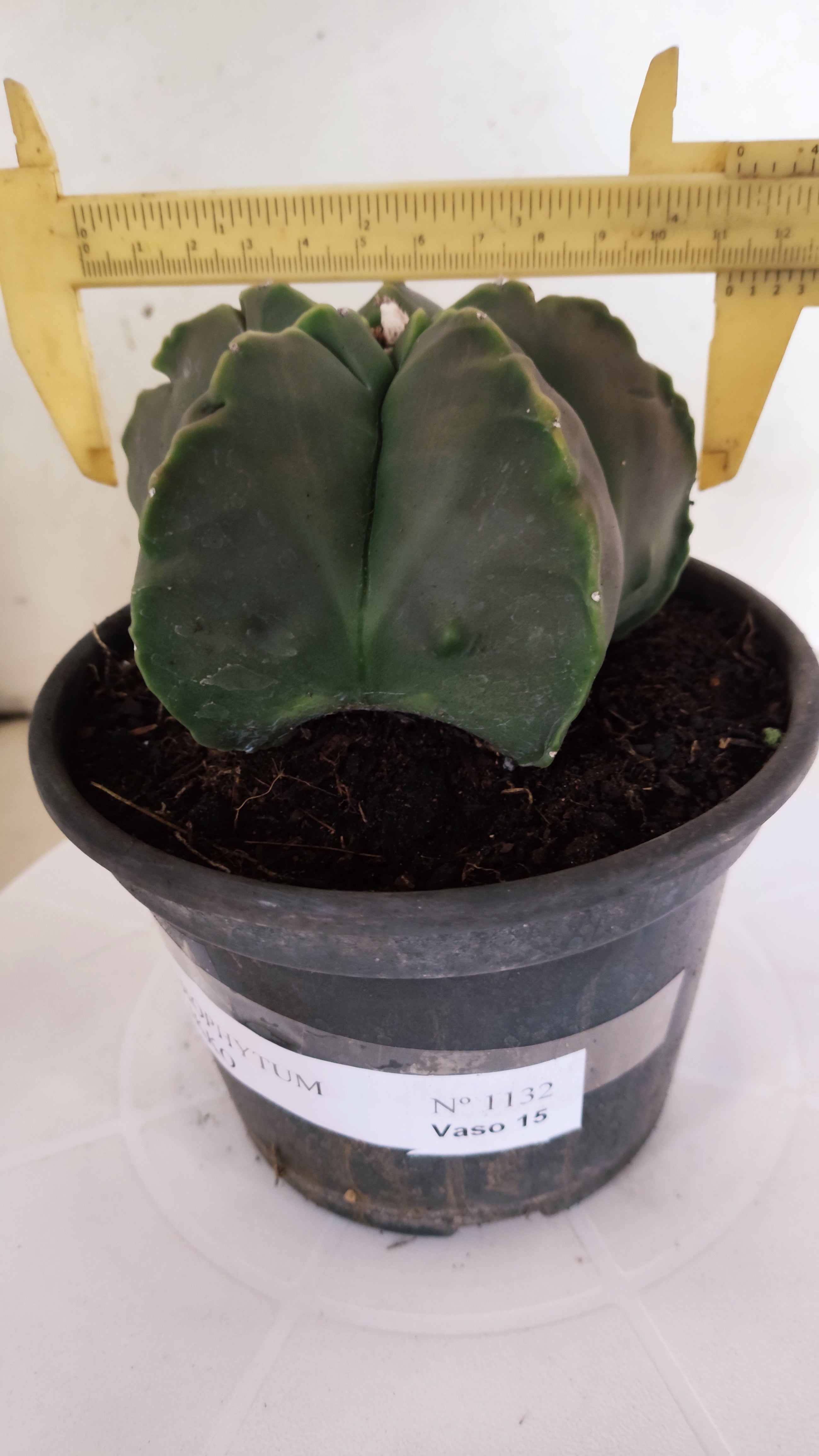 ASTROPHYTUM cv KIKKO "NUDUM" Nº 1132  - vaso 15