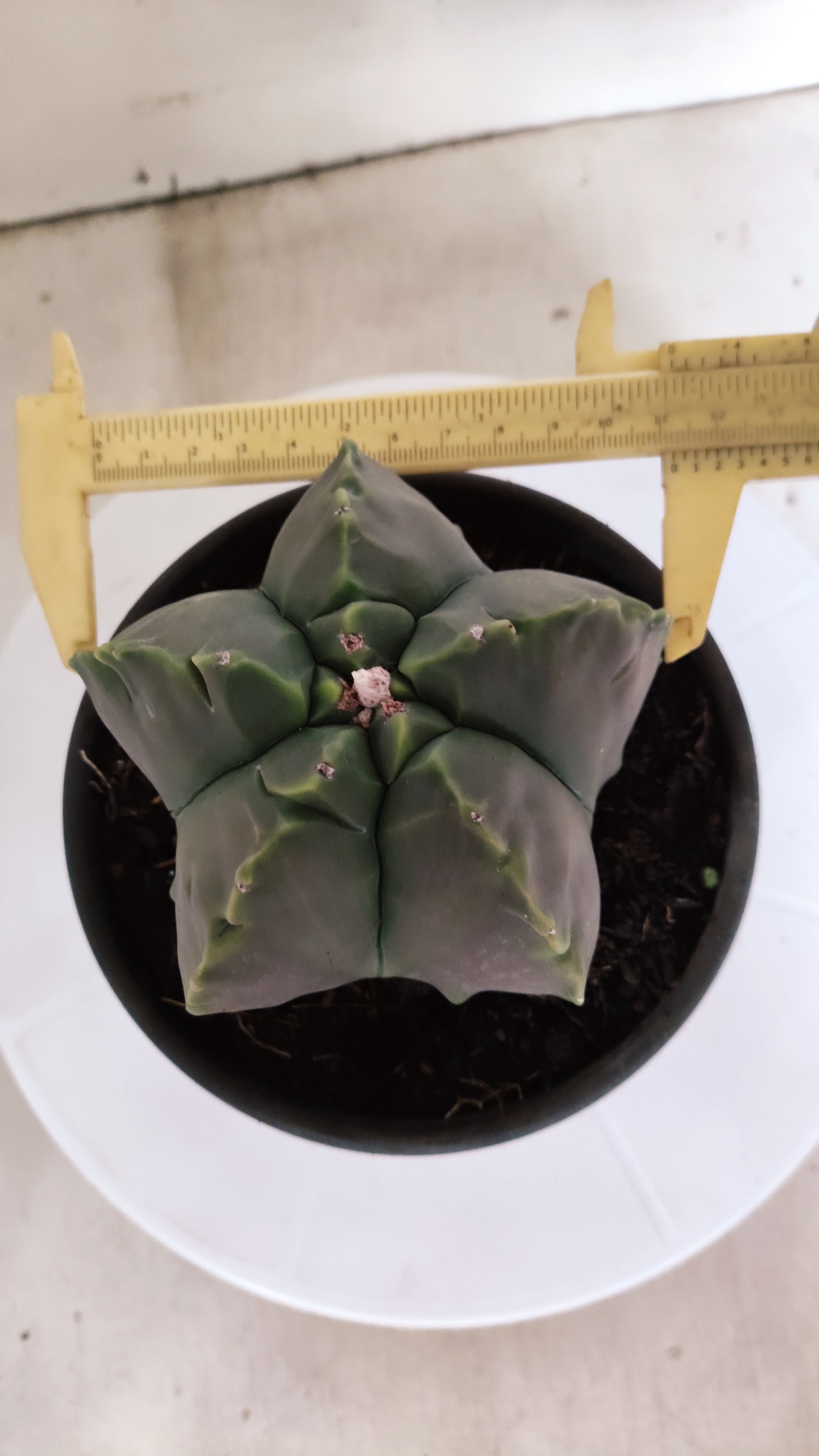 ASTROPHYTUM cv KIKKO "NUDUM" Nº 1132  - vaso 15