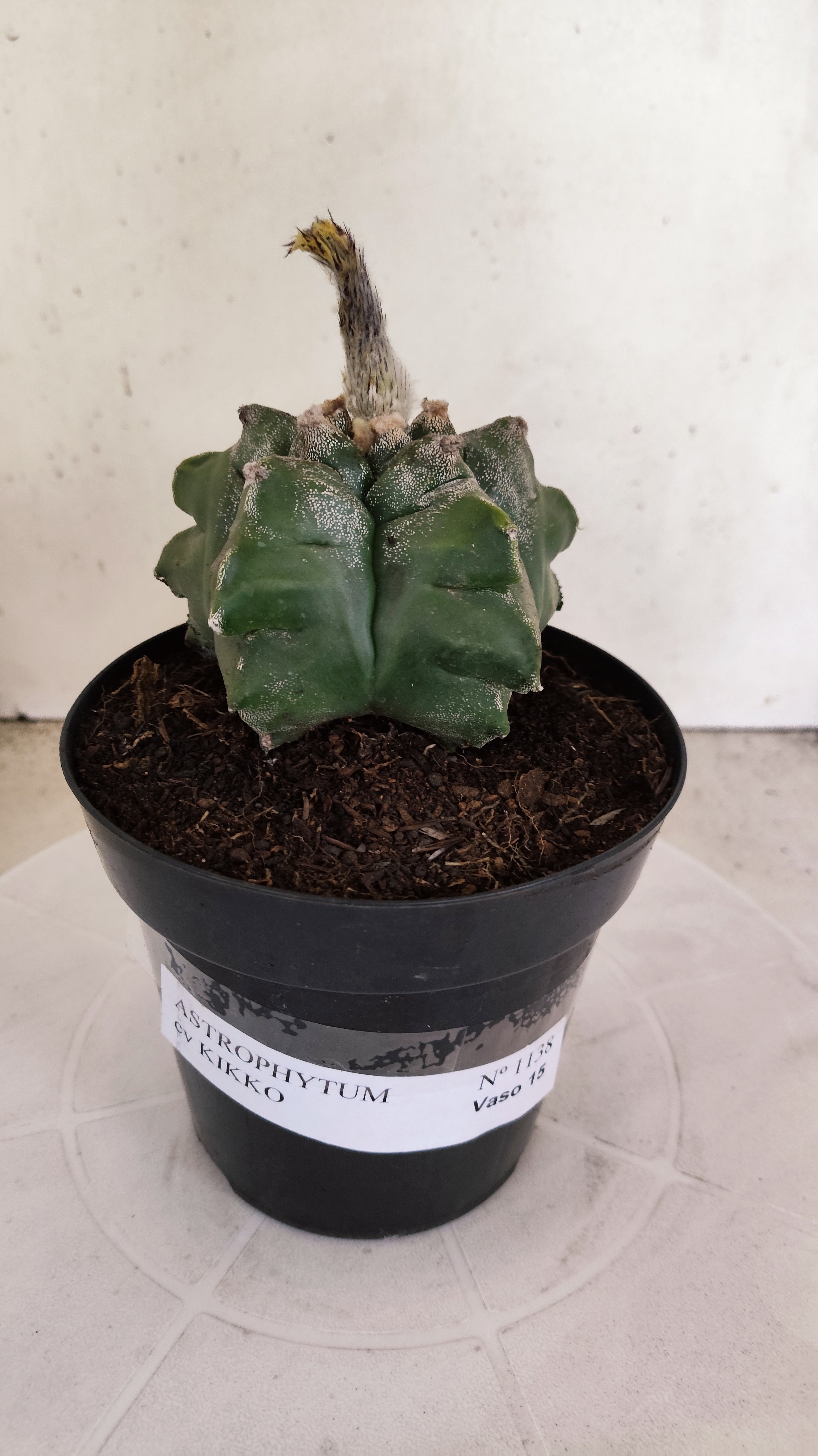 MATRIZ ASTROPHYTUM cv KIKKO Nº 1138 – vaso 15