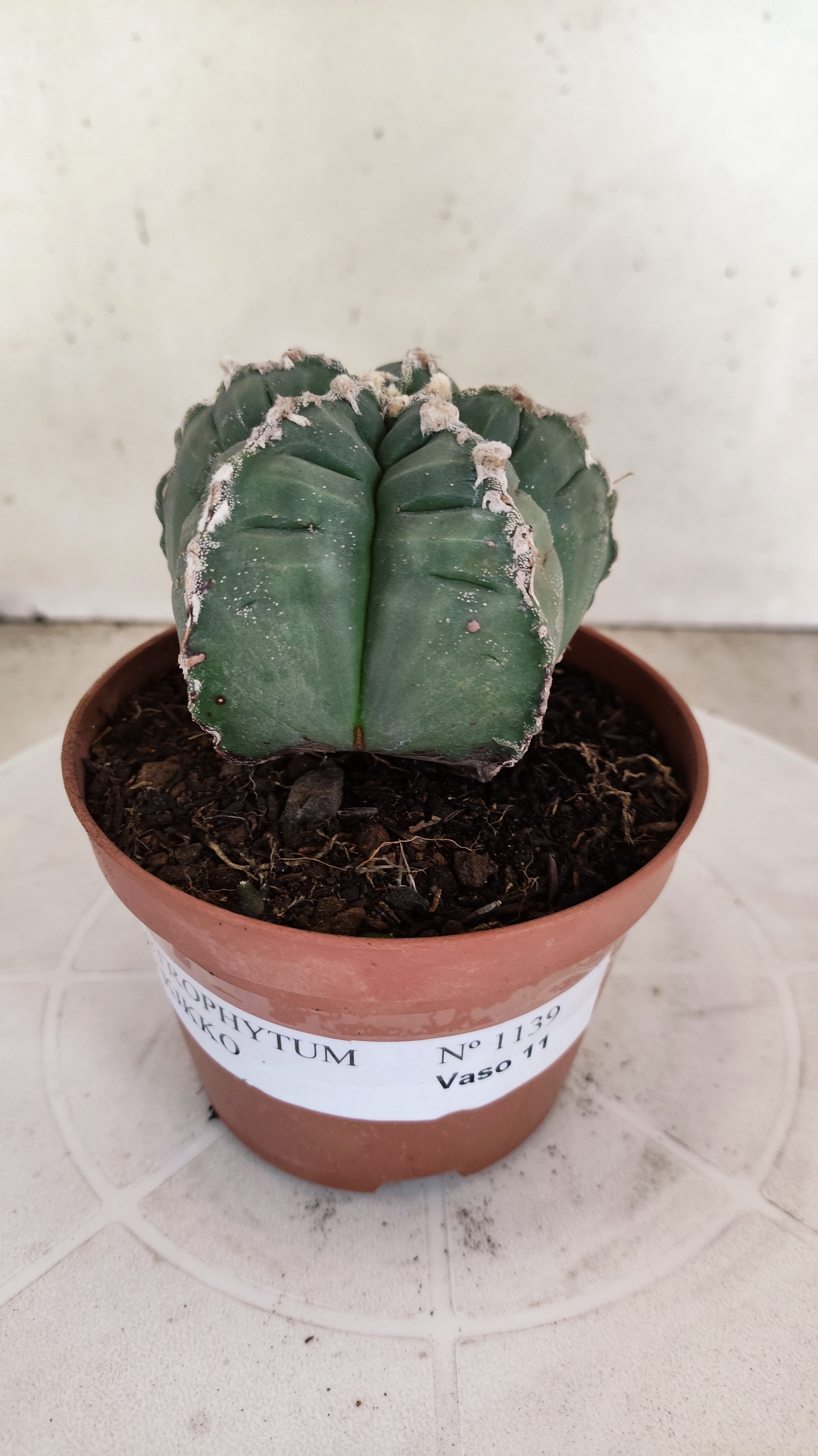 MATRIZ ASTROPHYTUM cv KIKKO Nº 1139 – vaso 11
