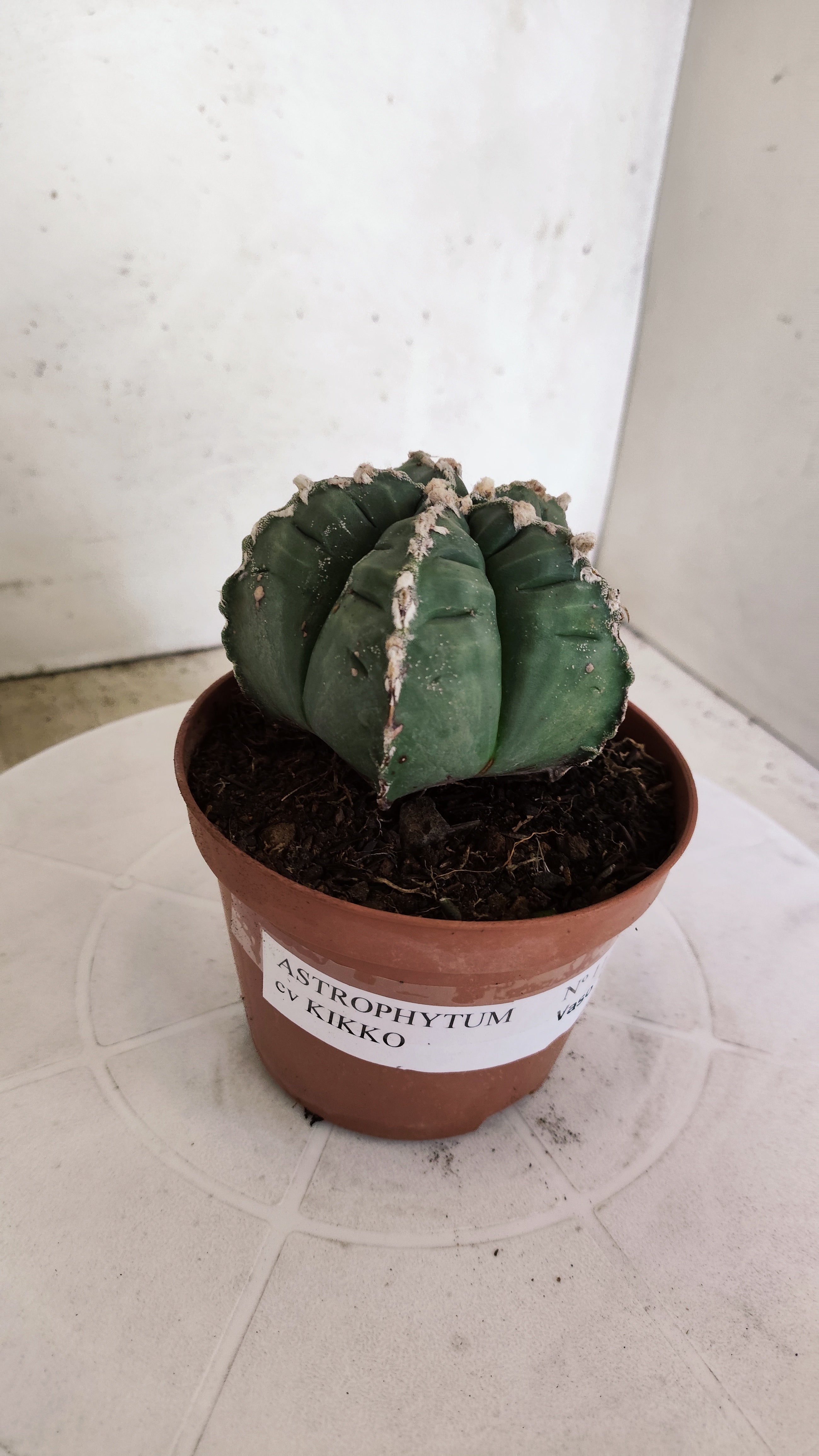MATRIZ ASTROPHYTUM cv KIKKO Nº 1139 – vaso 11