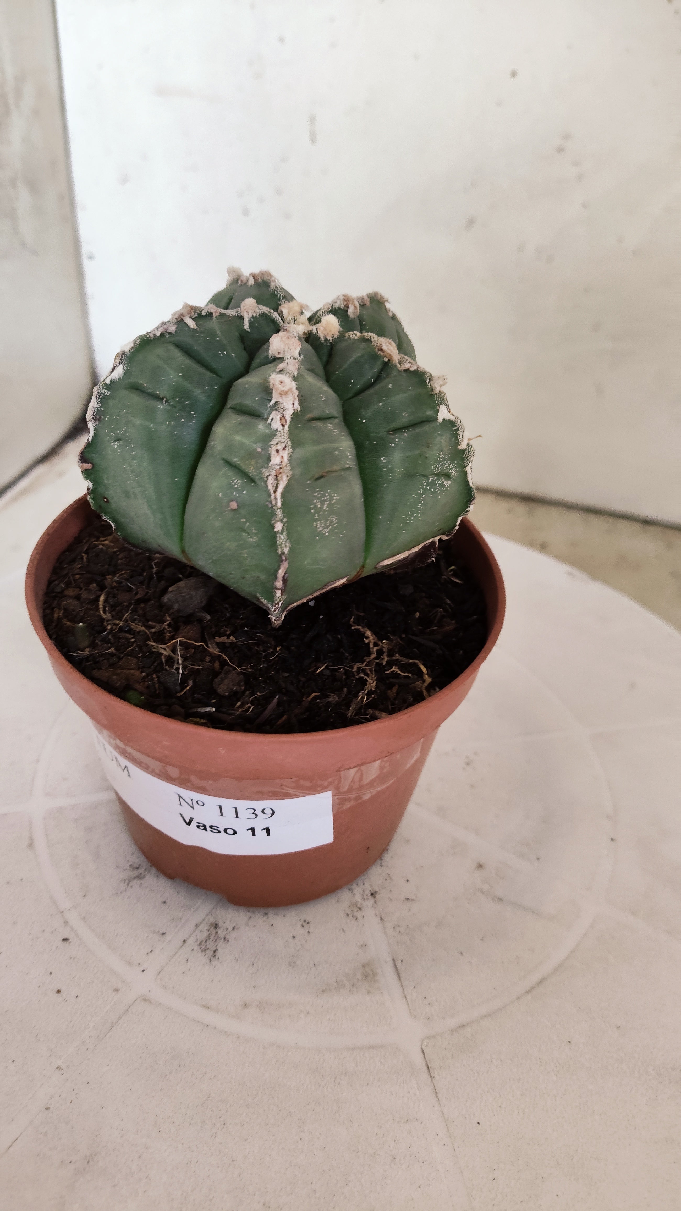 MATRIZ ASTROPHYTUM cv KIKKO Nº 1139 – vaso 11