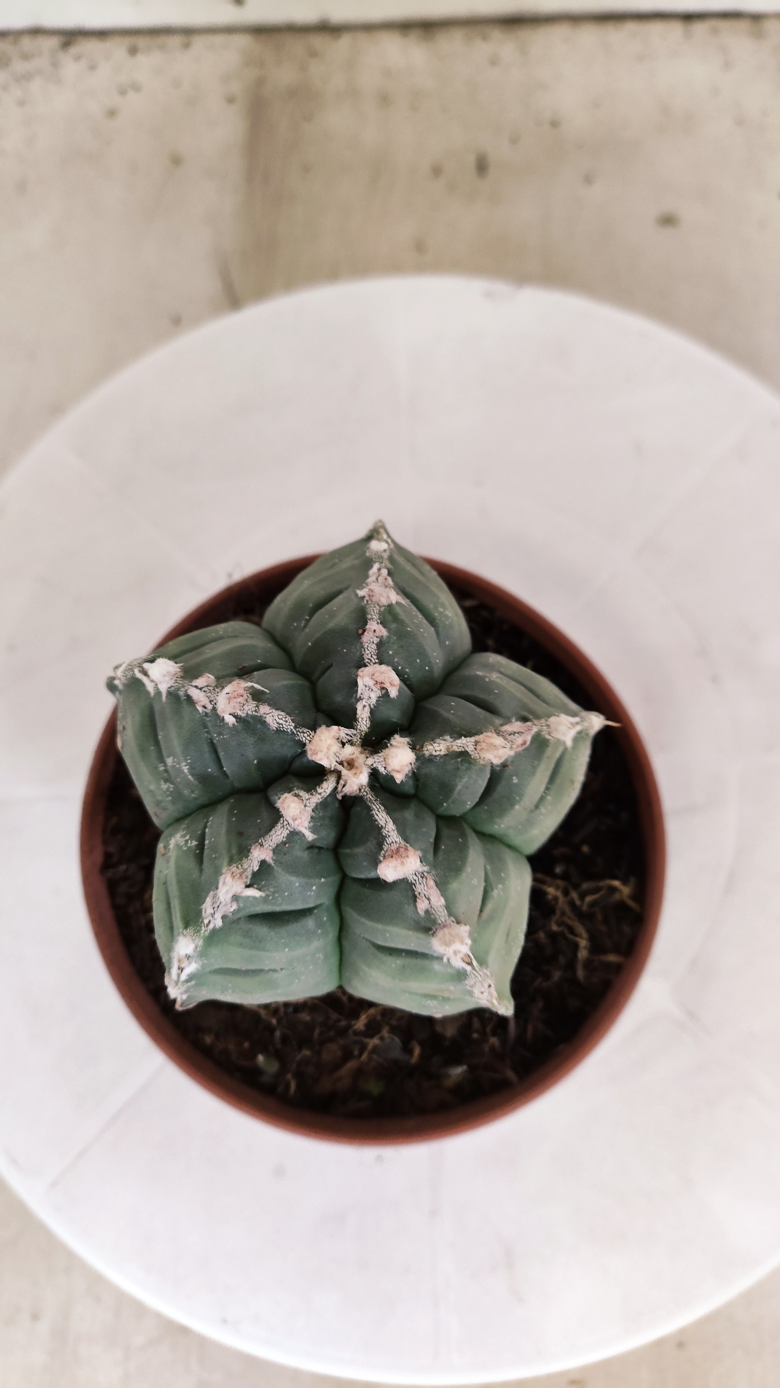 MATRIZ ASTROPHYTUM cv KIKKO Nº 1139 – vaso 11