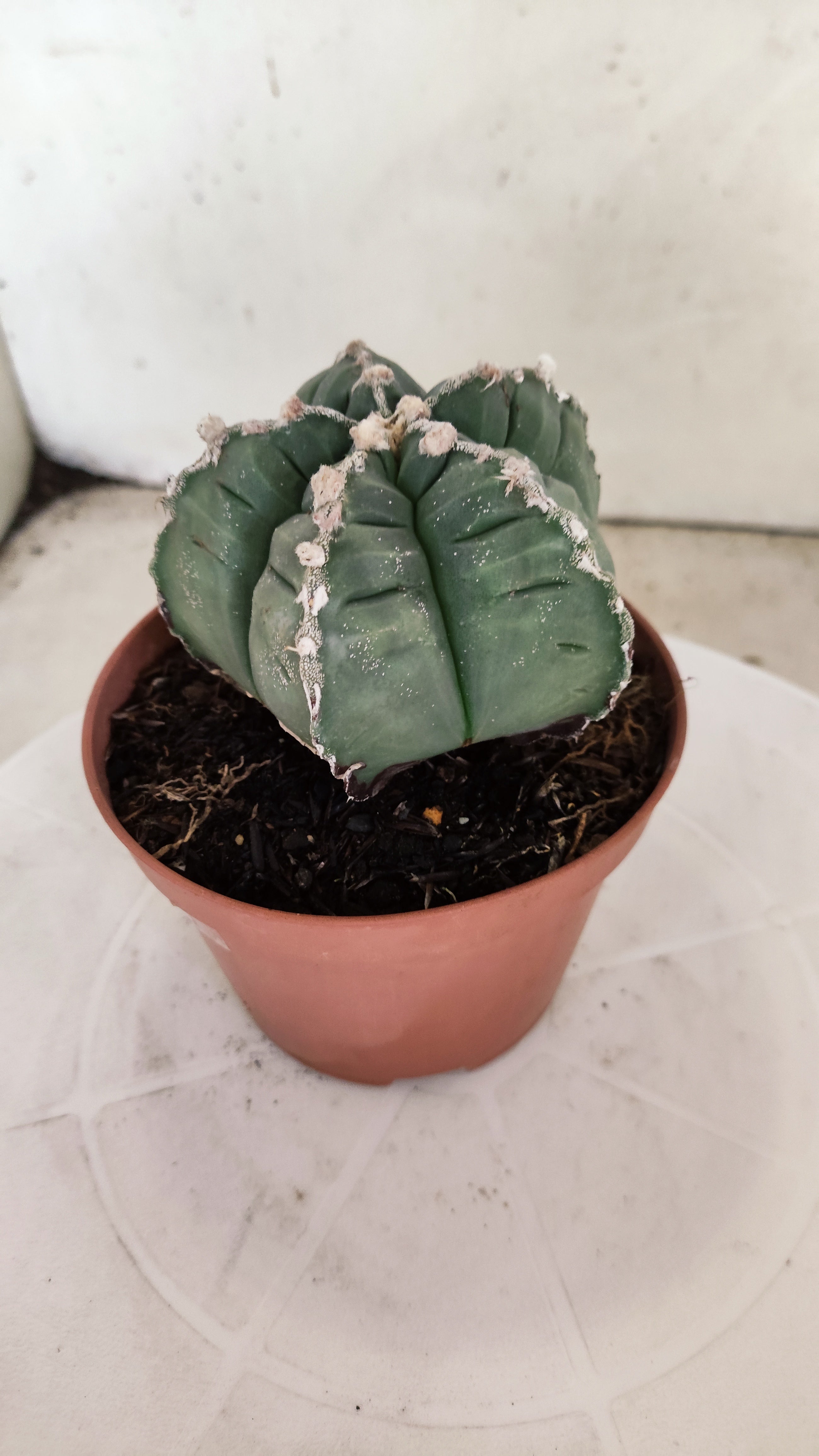 MATRIZ ASTROPHYTUM cv KIKKO Nº 1139 – vaso 11