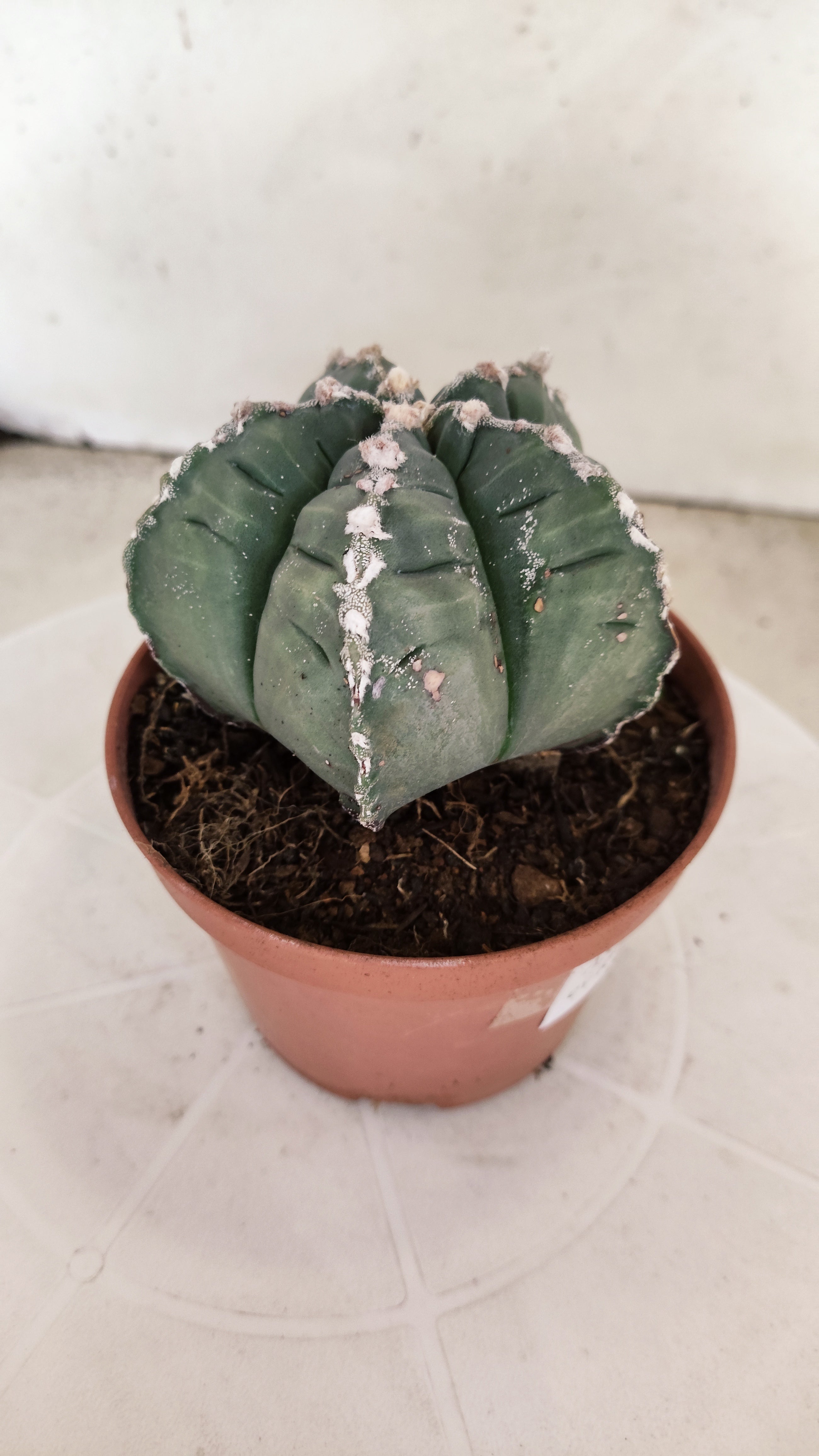 MATRIZ ASTROPHYTUM cv KIKKO Nº 1139 – vaso 11