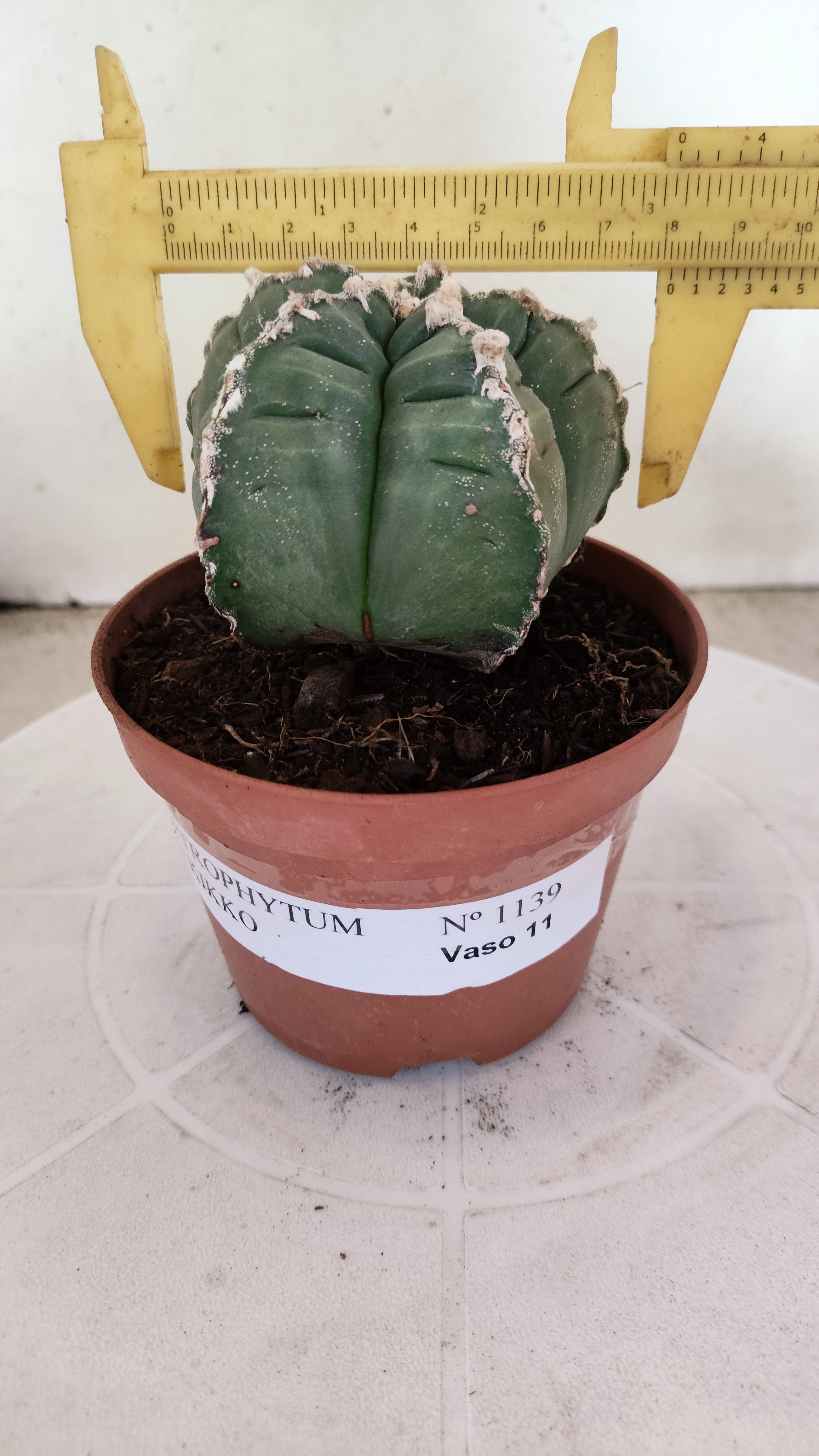 MATRIZ ASTROPHYTUM cv KIKKO Nº 1139 – vaso 11