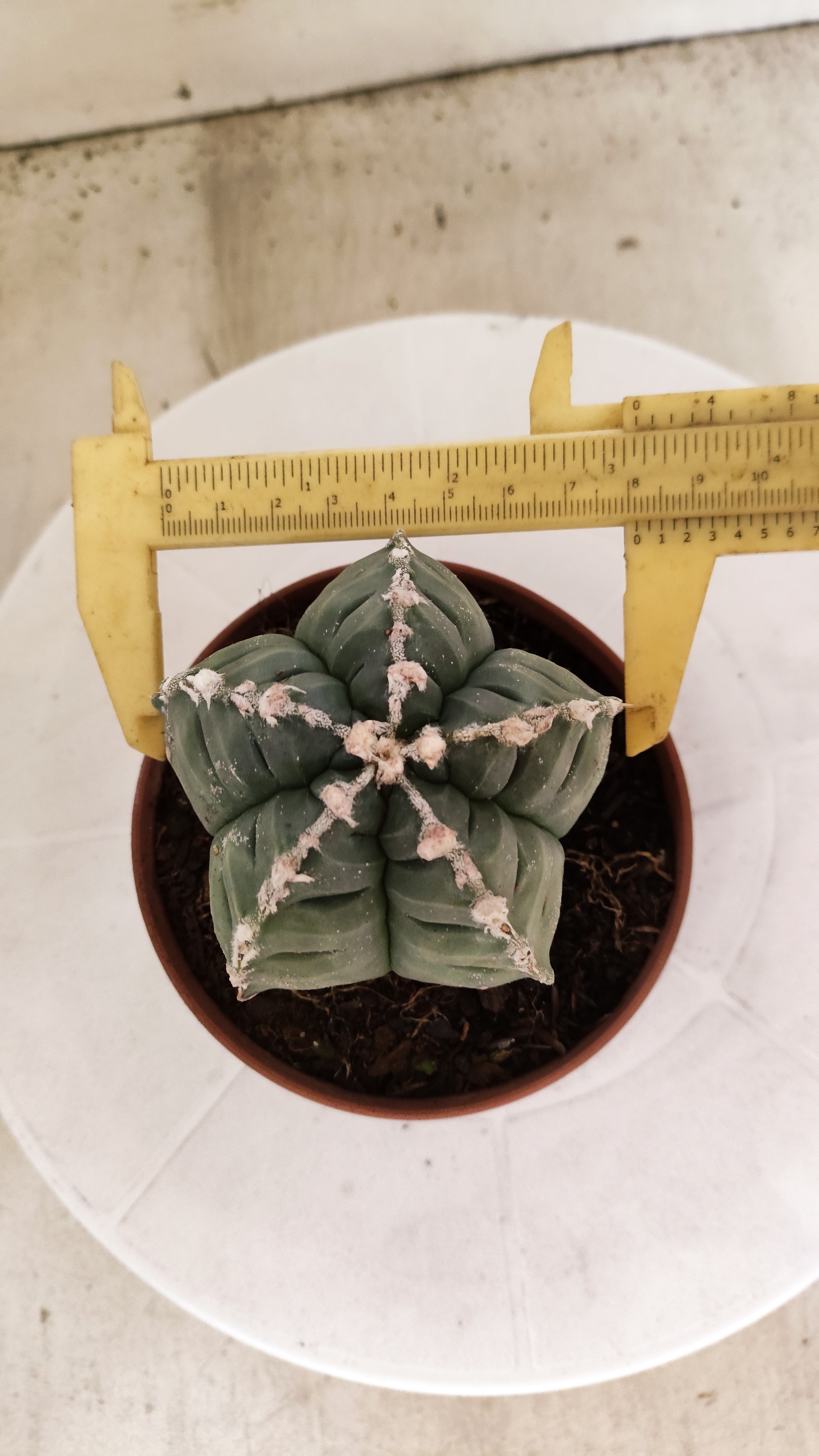 MATRIZ ASTROPHYTUM cv KIKKO Nº 1139 – vaso 11