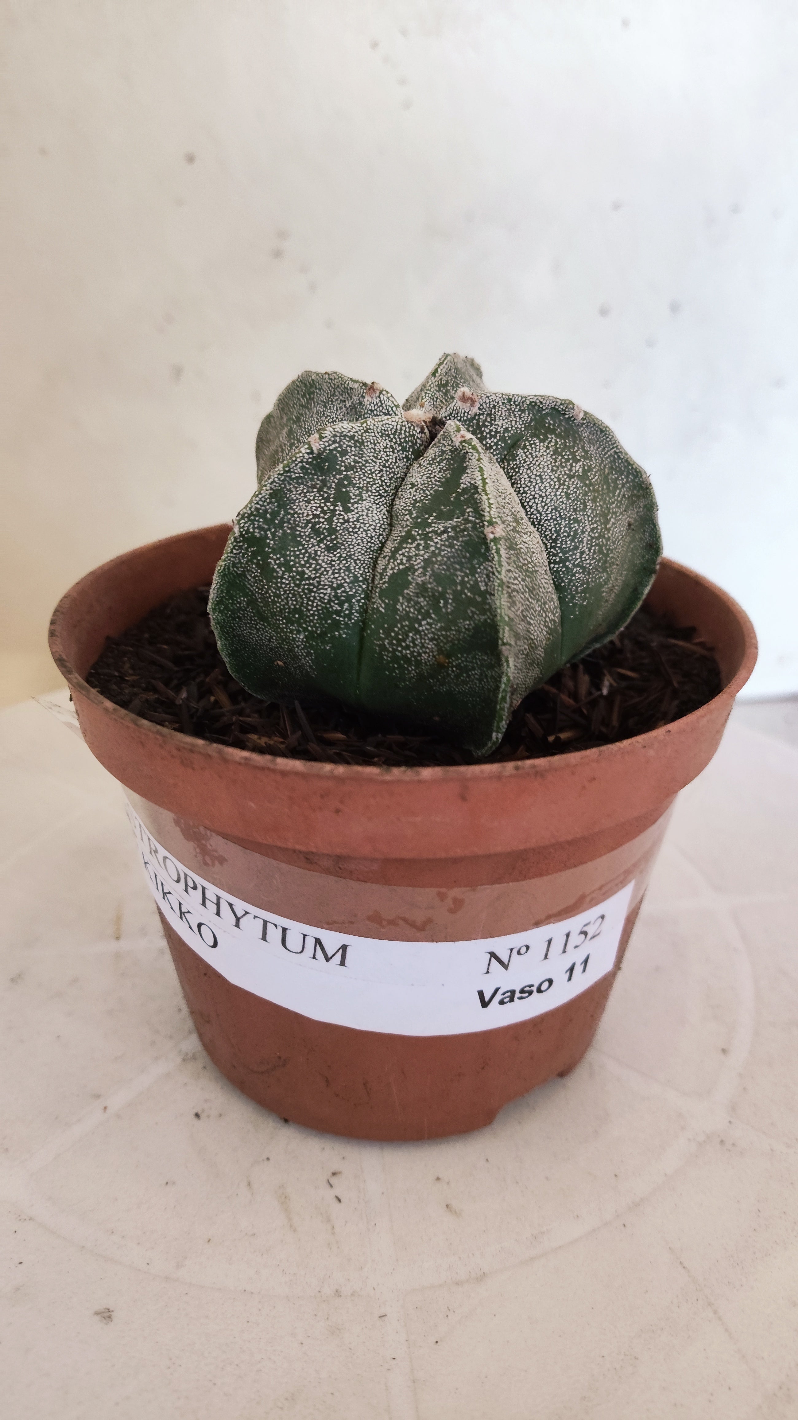 MATRIZ ASTROPHYTUM cv KIKKO  Nº 1152 – vaso 11