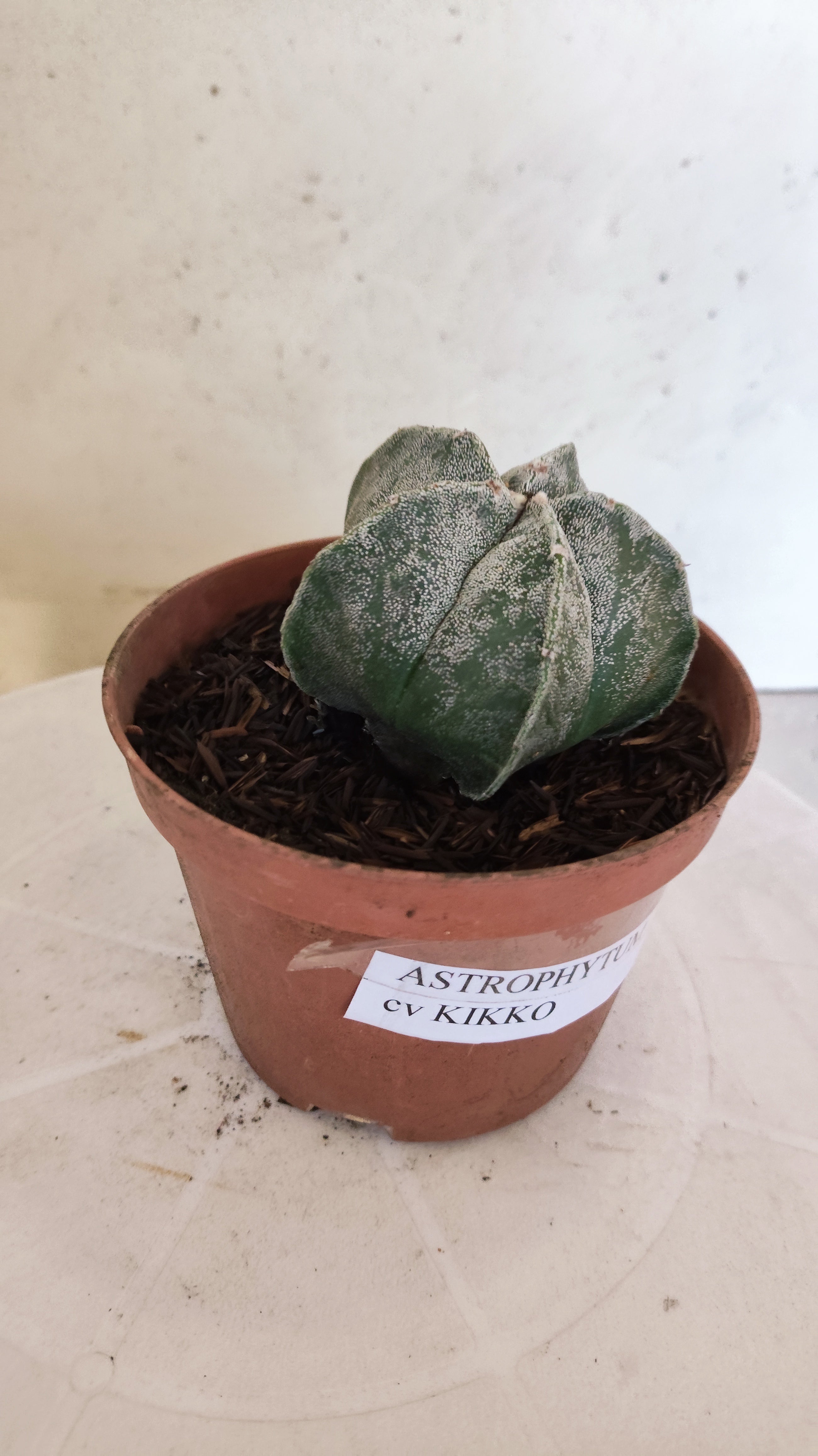 MATRIZ ASTROPHYTUM cv KIKKO  Nº 1152 – vaso 11