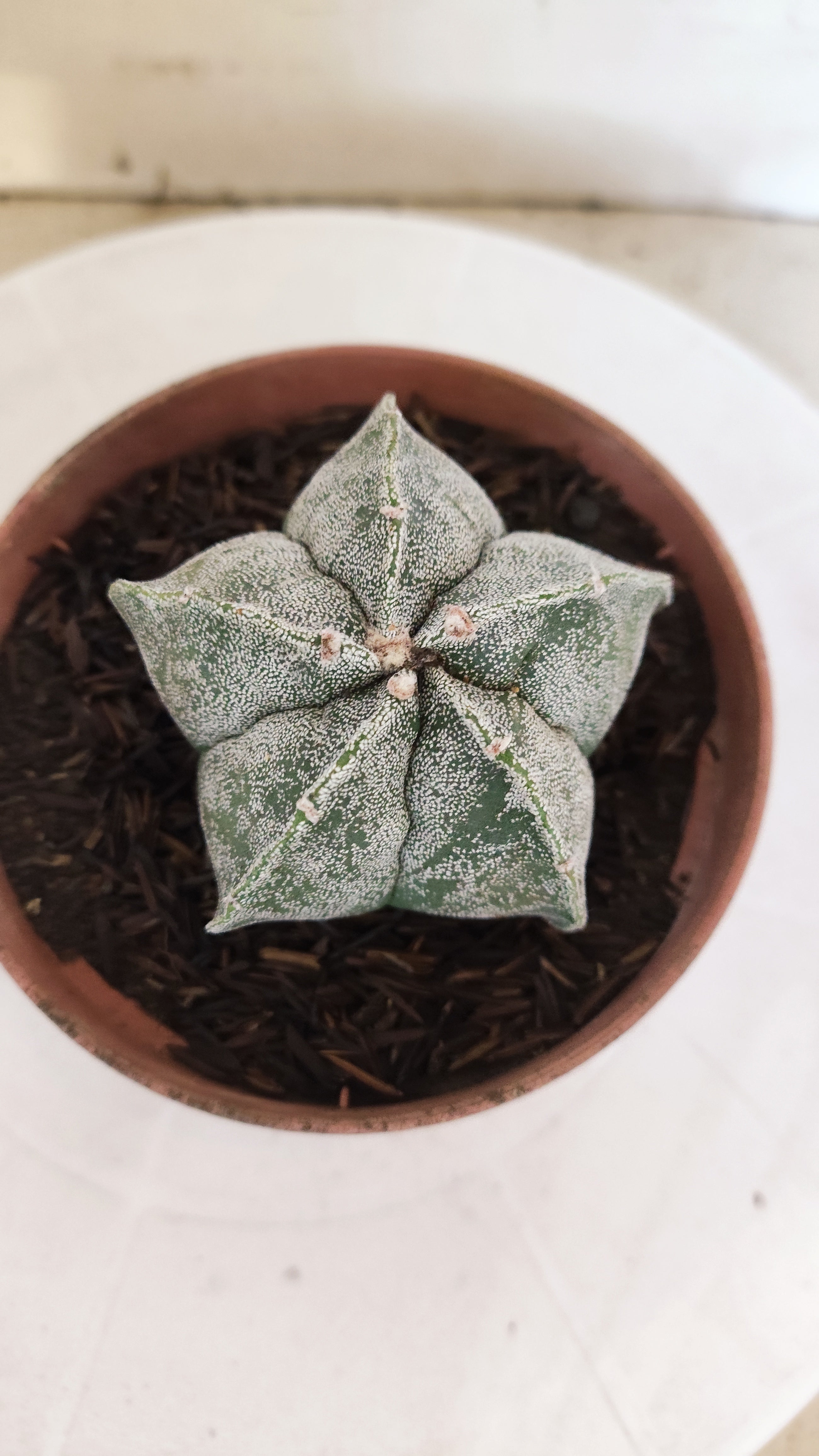 MATRIZ ASTROPHYTUM cv KIKKO  Nº 1152 – vaso 11