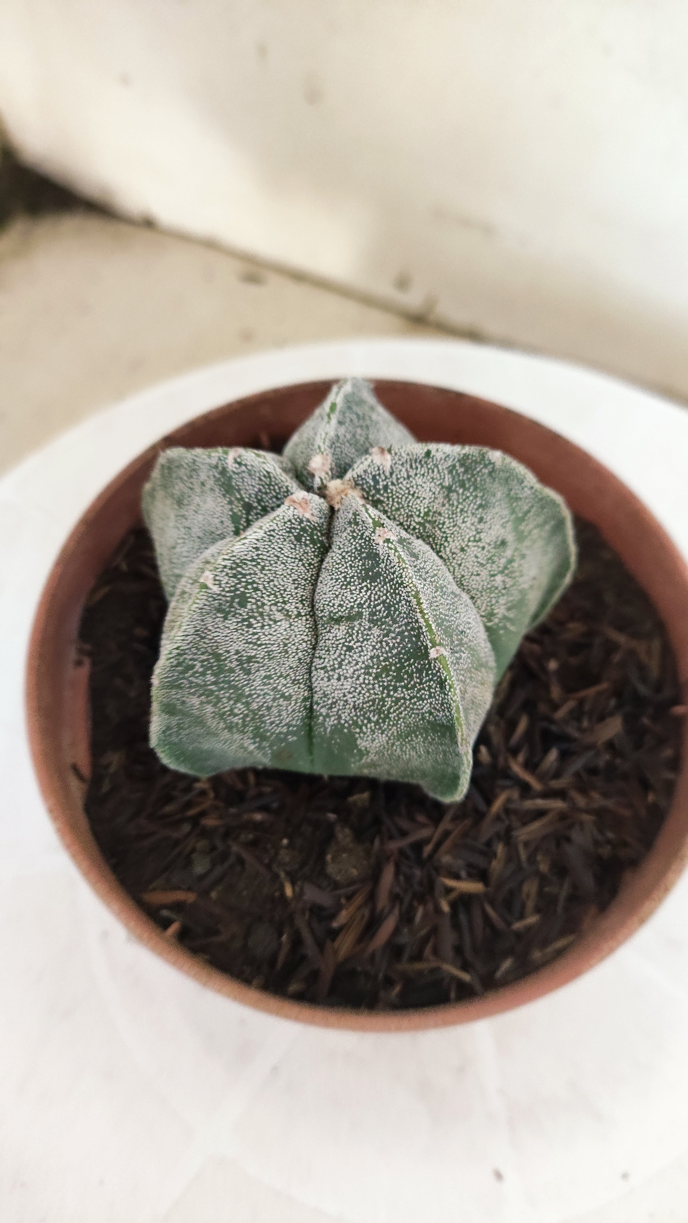 MATRIZ ASTROPHYTUM cv KIKKO  Nº 1152 – vaso 11