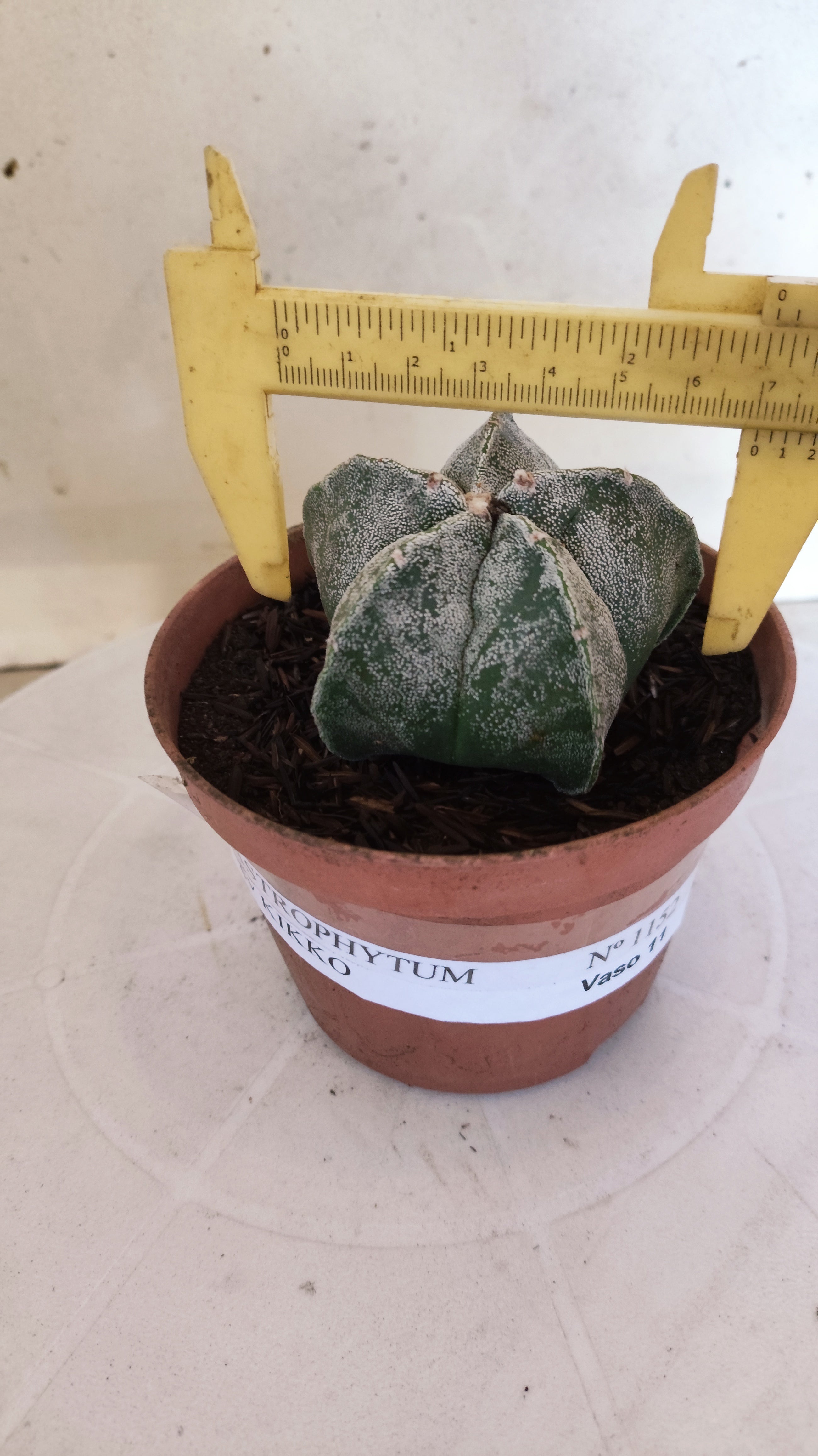 MATRIZ ASTROPHYTUM cv KIKKO  Nº 1152 – vaso 11