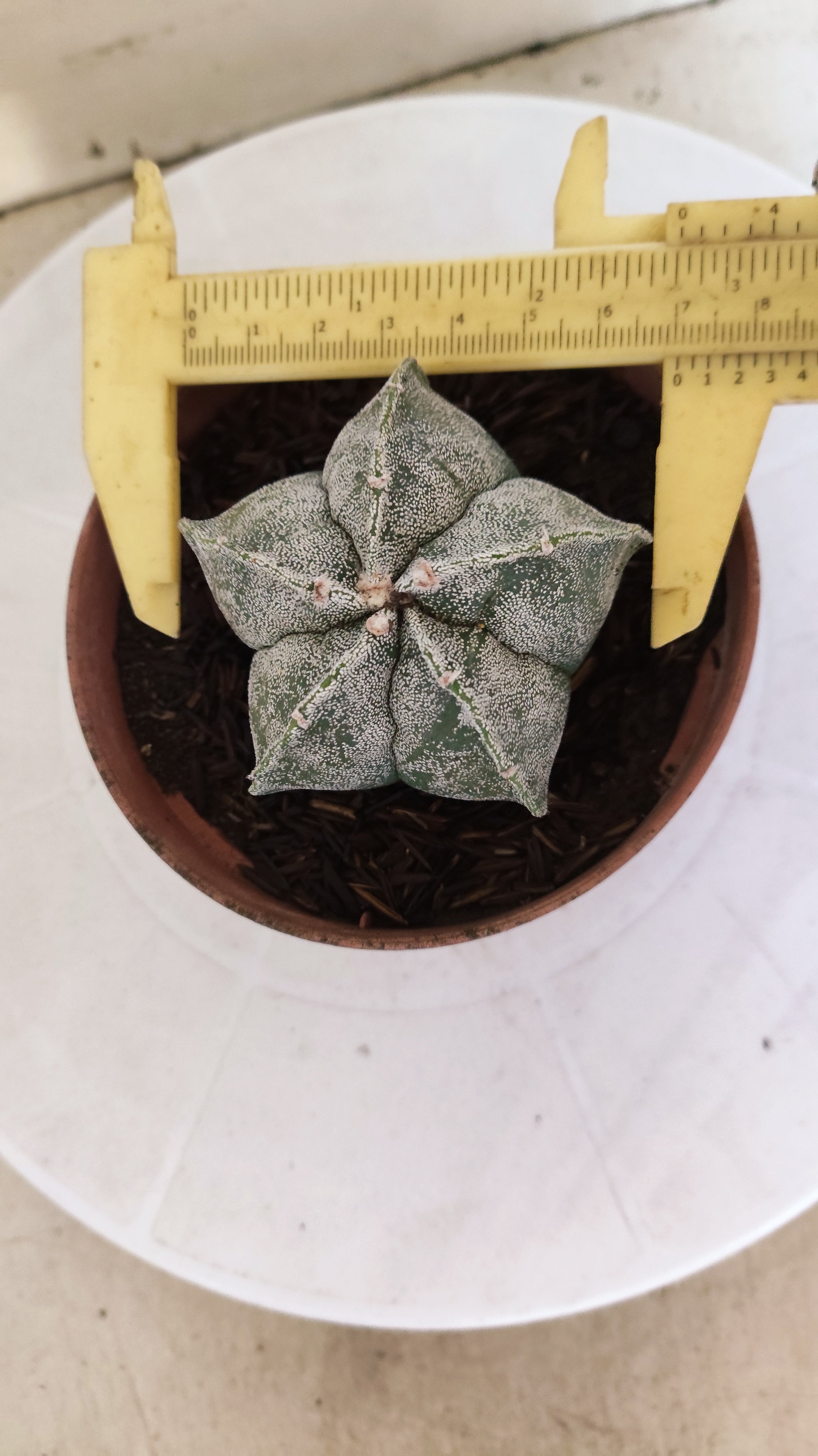 MATRIZ ASTROPHYTUM cv KIKKO  Nº 1152 – vaso 11