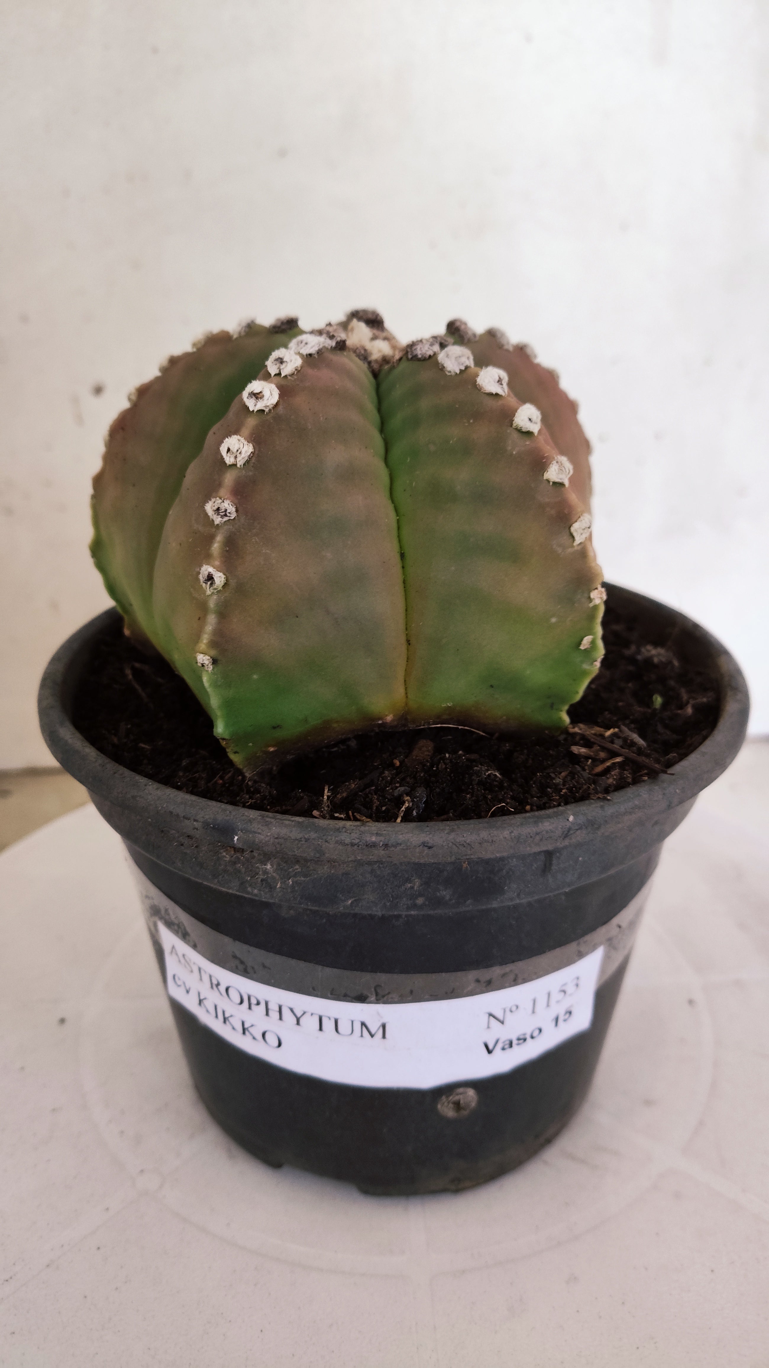 MATRIZ ASTROPHYTUM cv KIKKO   Nº 1153 – vaso 15