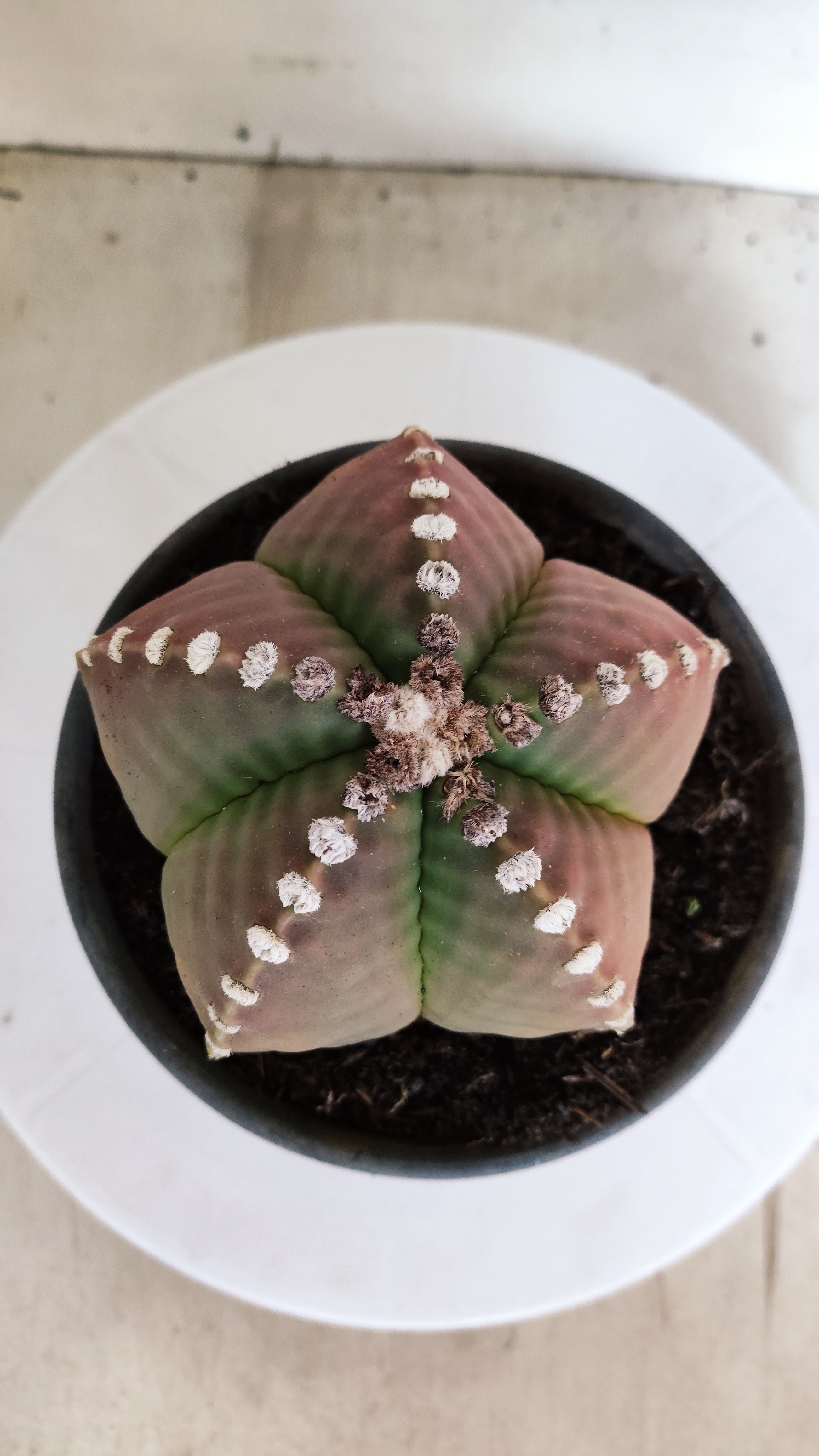 MATRIZ ASTROPHYTUM cv KIKKO   Nº 1153 – vaso 15