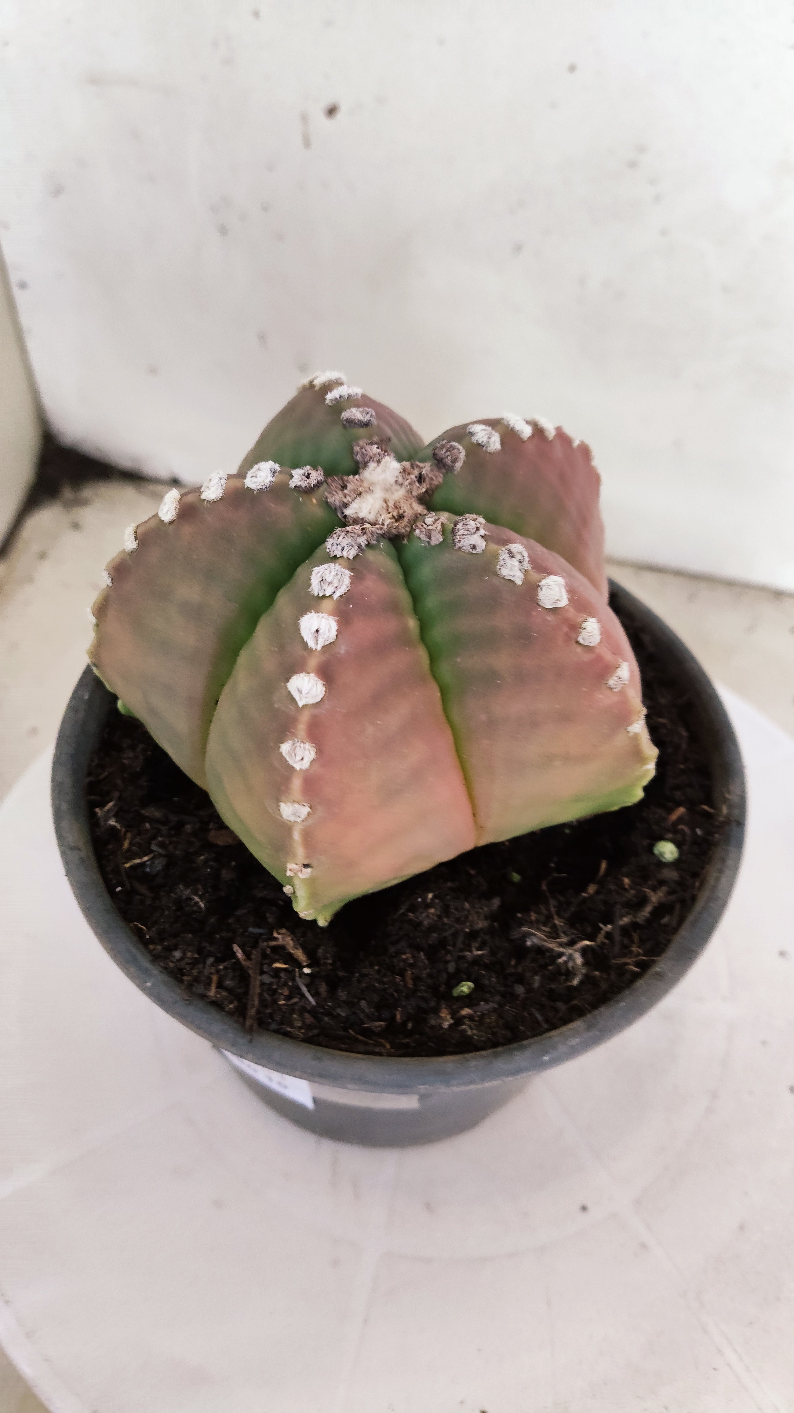 MATRIZ ASTROPHYTUM cv KIKKO   Nº 1153 – vaso 15