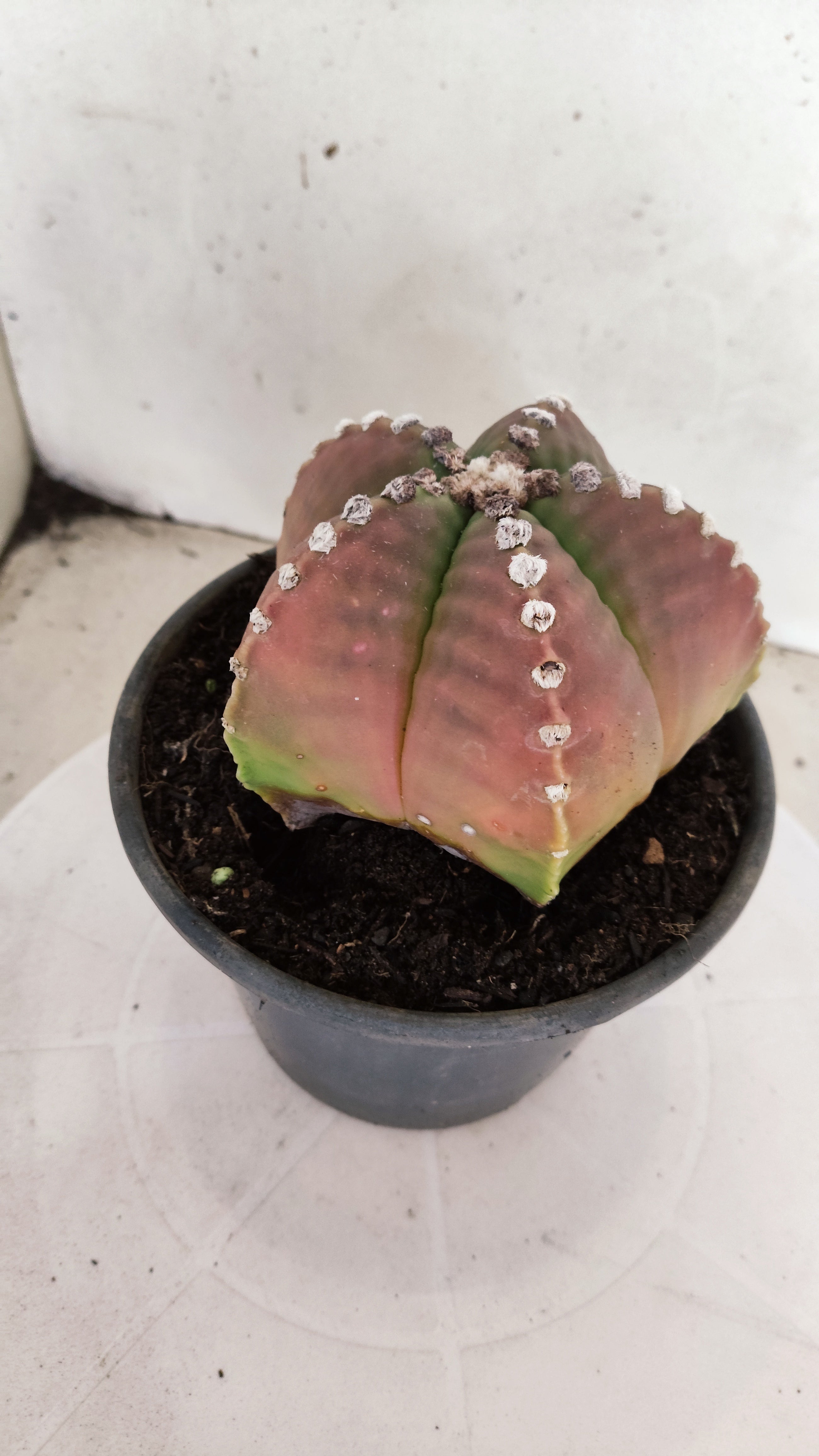 MATRIZ ASTROPHYTUM cv KIKKO   Nº 1153 – vaso 15