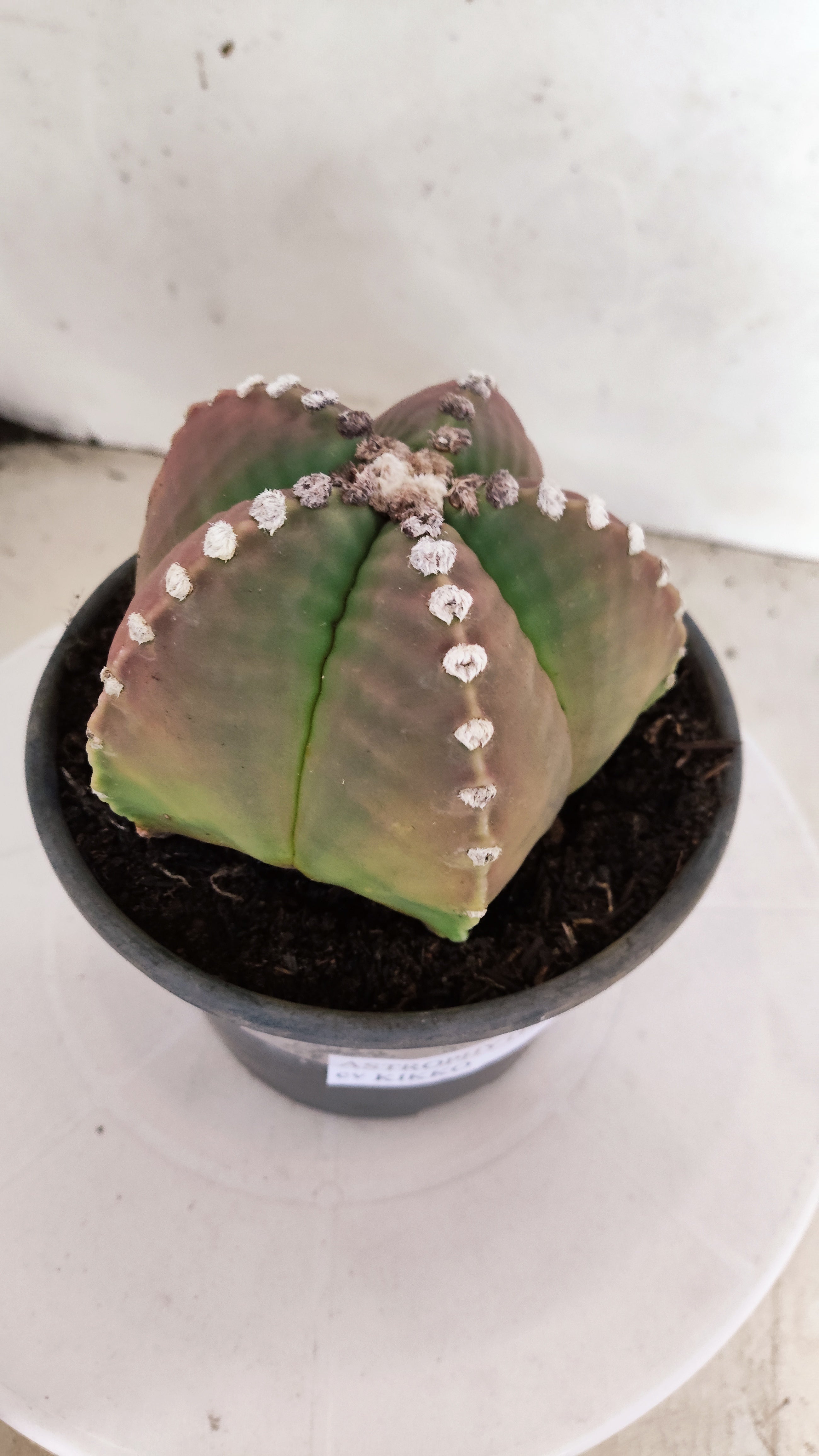 MATRIZ ASTROPHYTUM cv KIKKO   Nº 1153 – vaso 15
