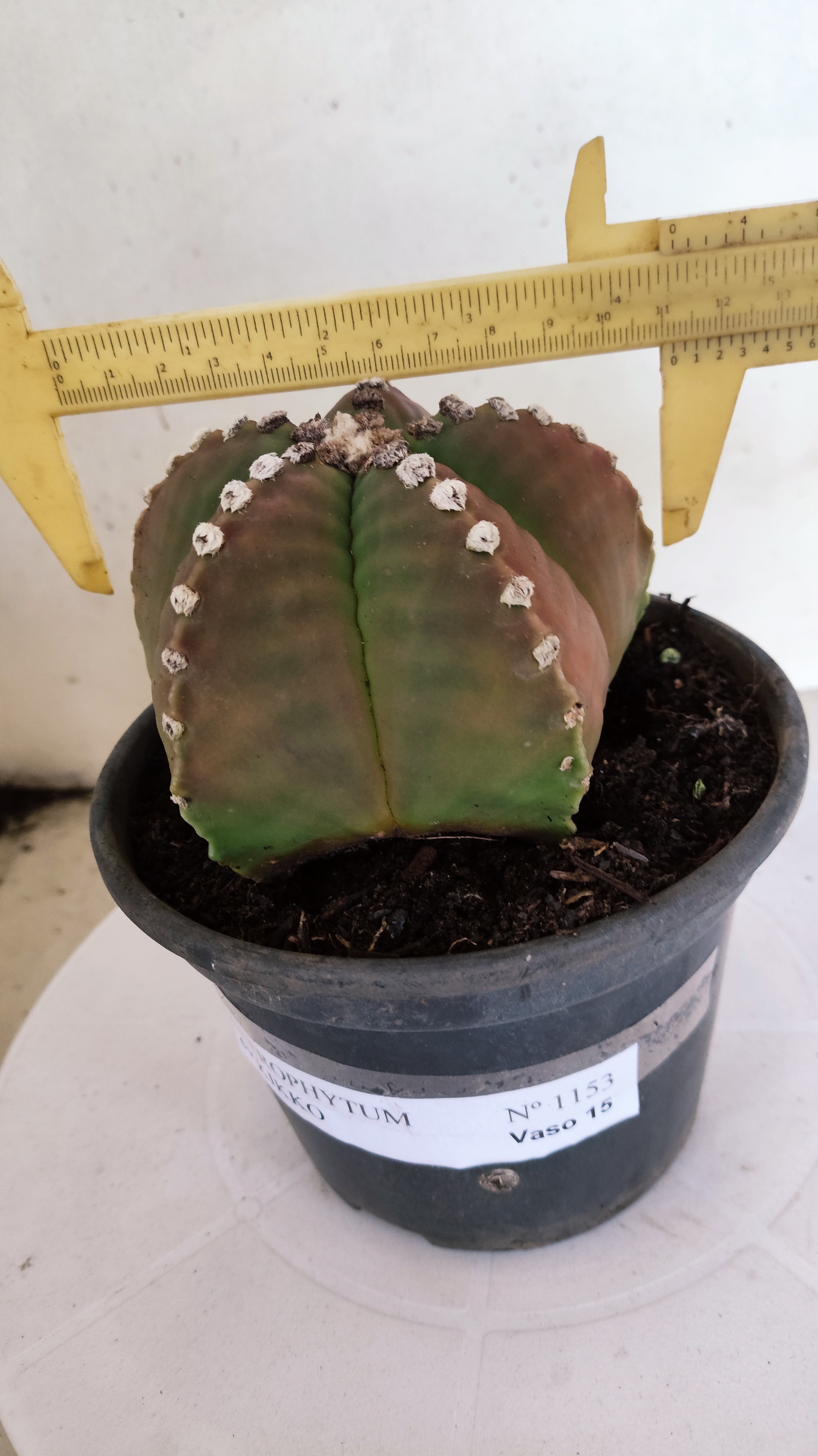 MATRIZ ASTROPHYTUM cv KIKKO   Nº 1153 – vaso 15