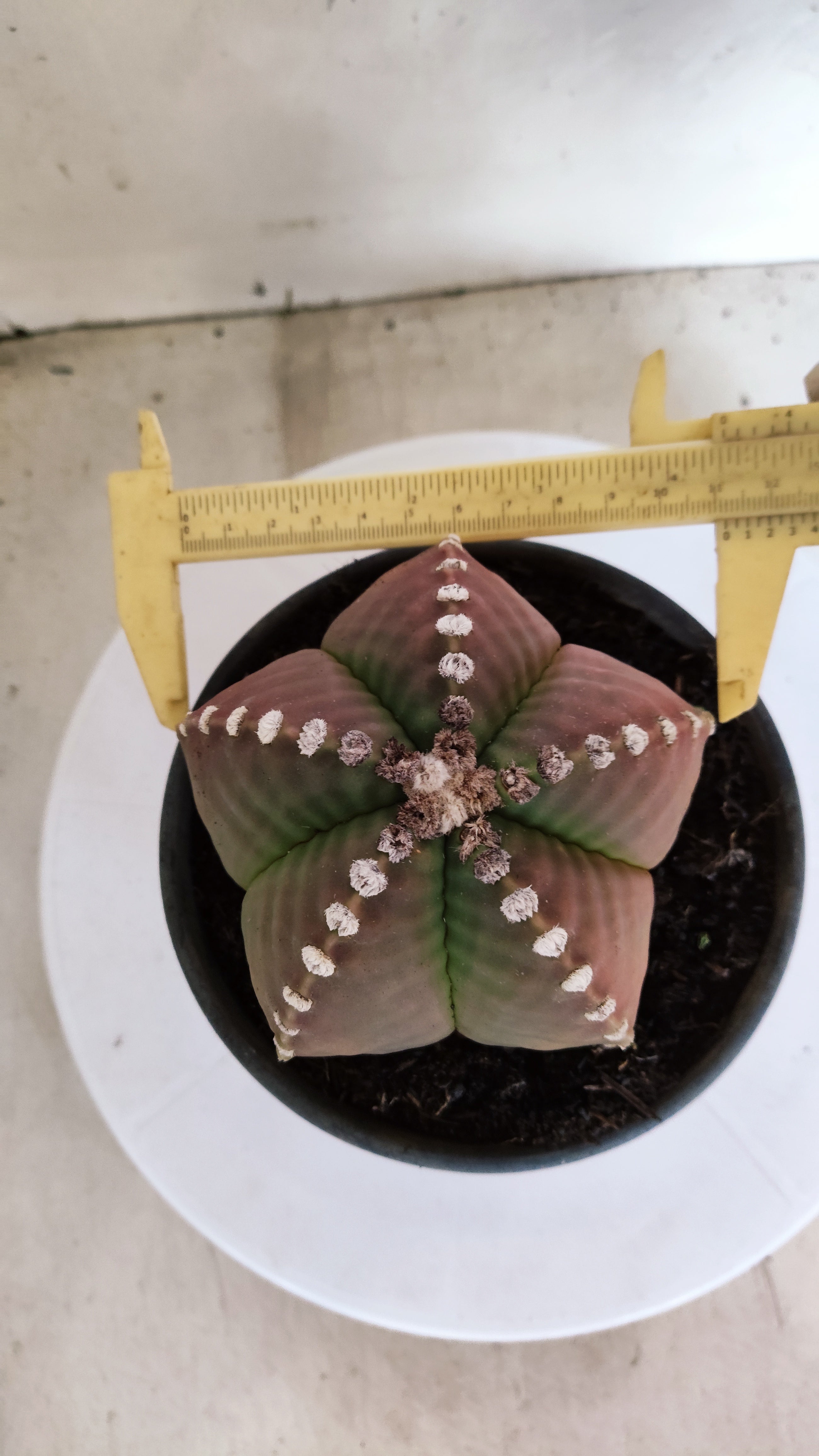 MATRIZ ASTROPHYTUM cv KIKKO   Nº 1153 – vaso 15