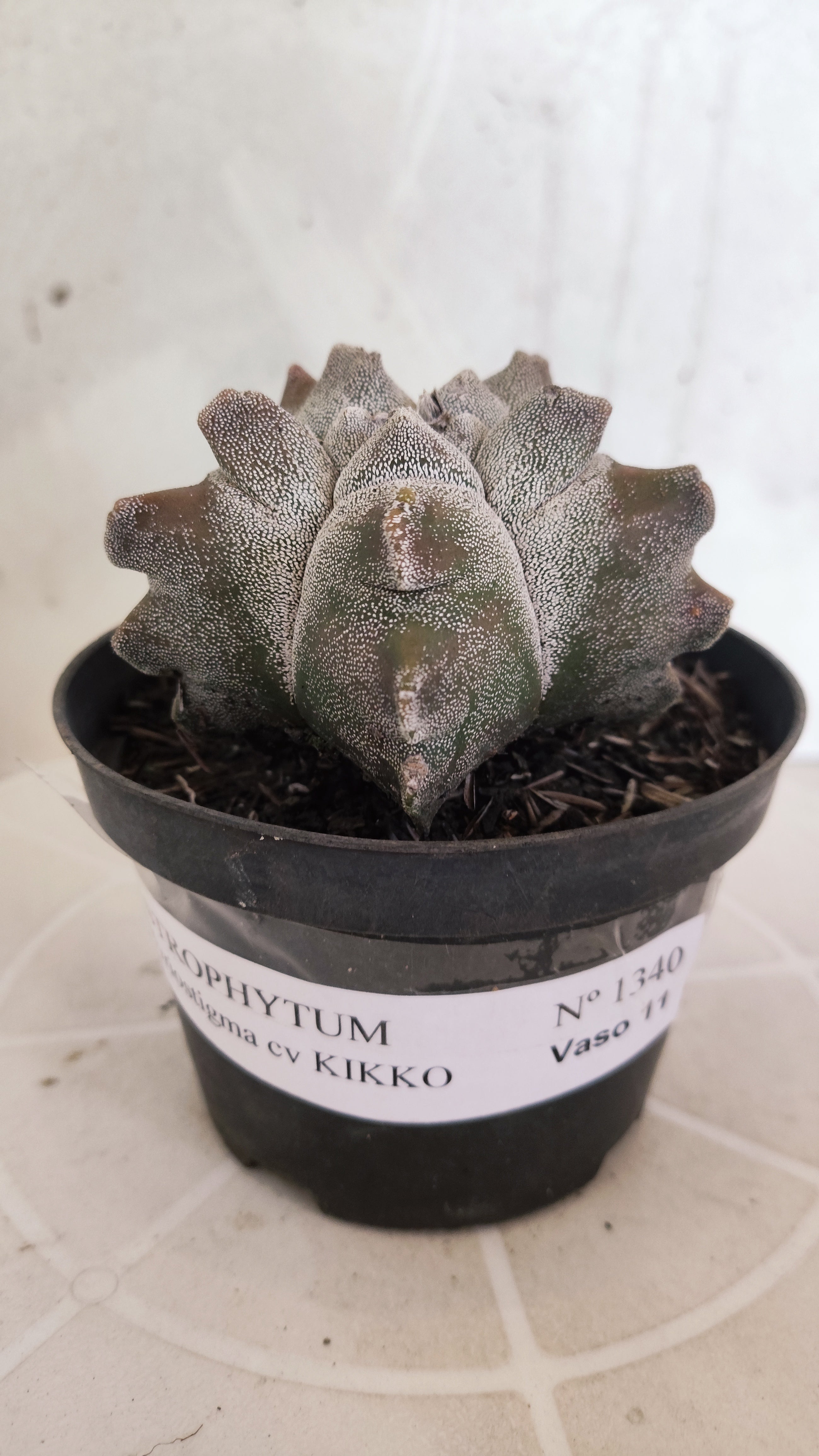 MATRIZ ASTROPHYTUM cv KIKKO   Nº 1340 – vaso 11