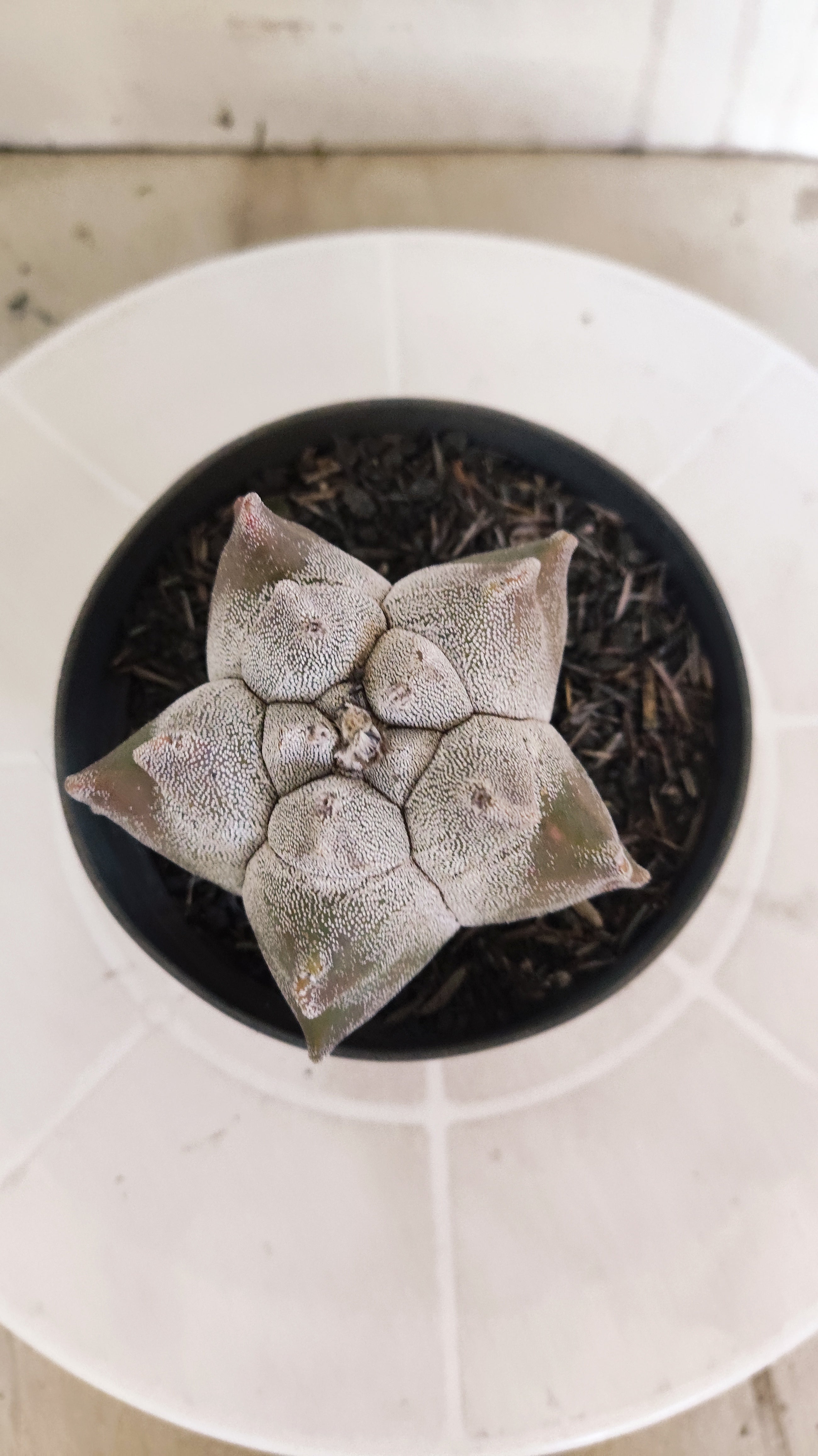 MATRIZ ASTROPHYTUM cv KIKKO   Nº 1340 – vaso 11
