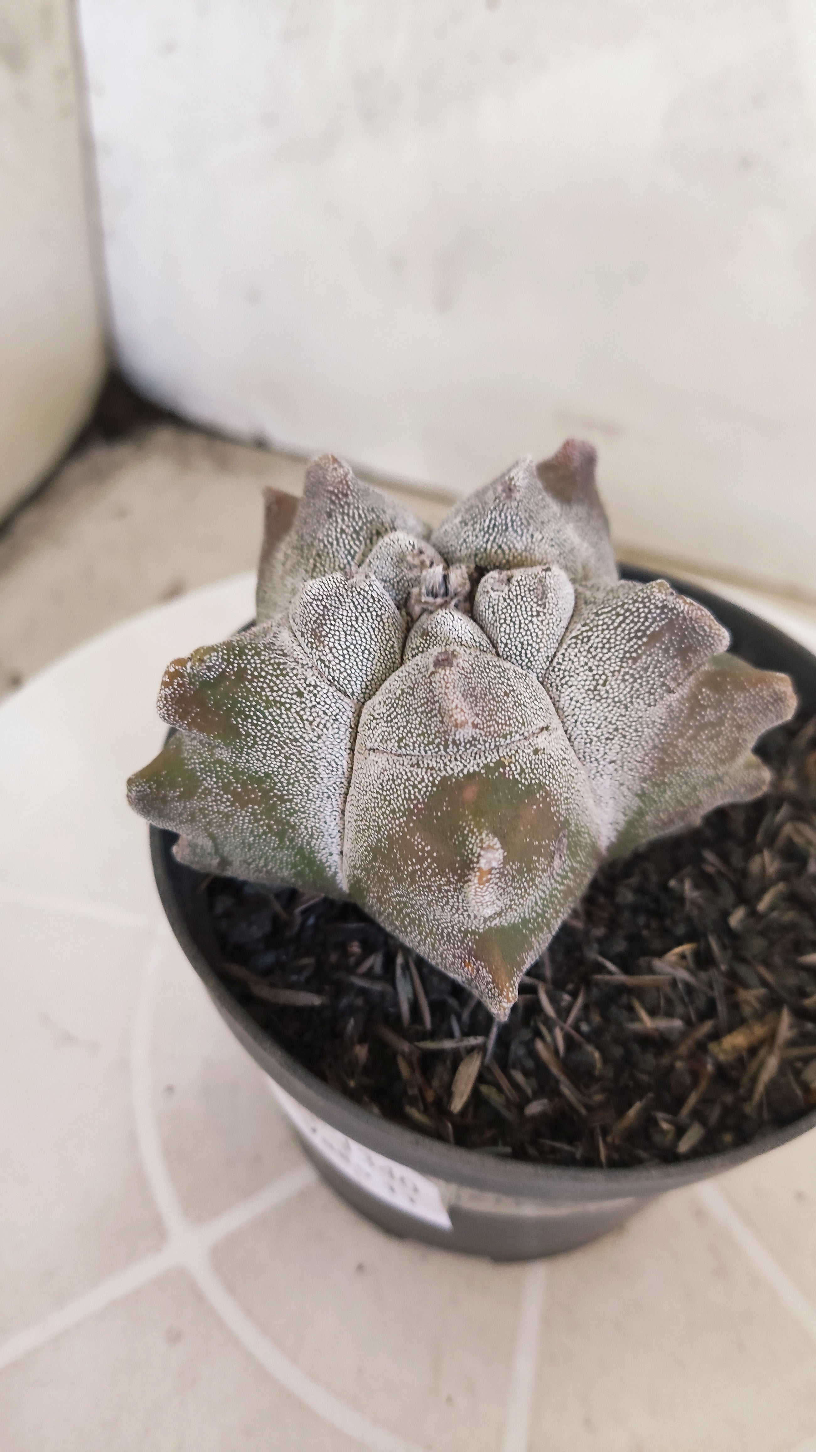 MATRIZ ASTROPHYTUM cv KIKKO   Nº 1340 – vaso 11