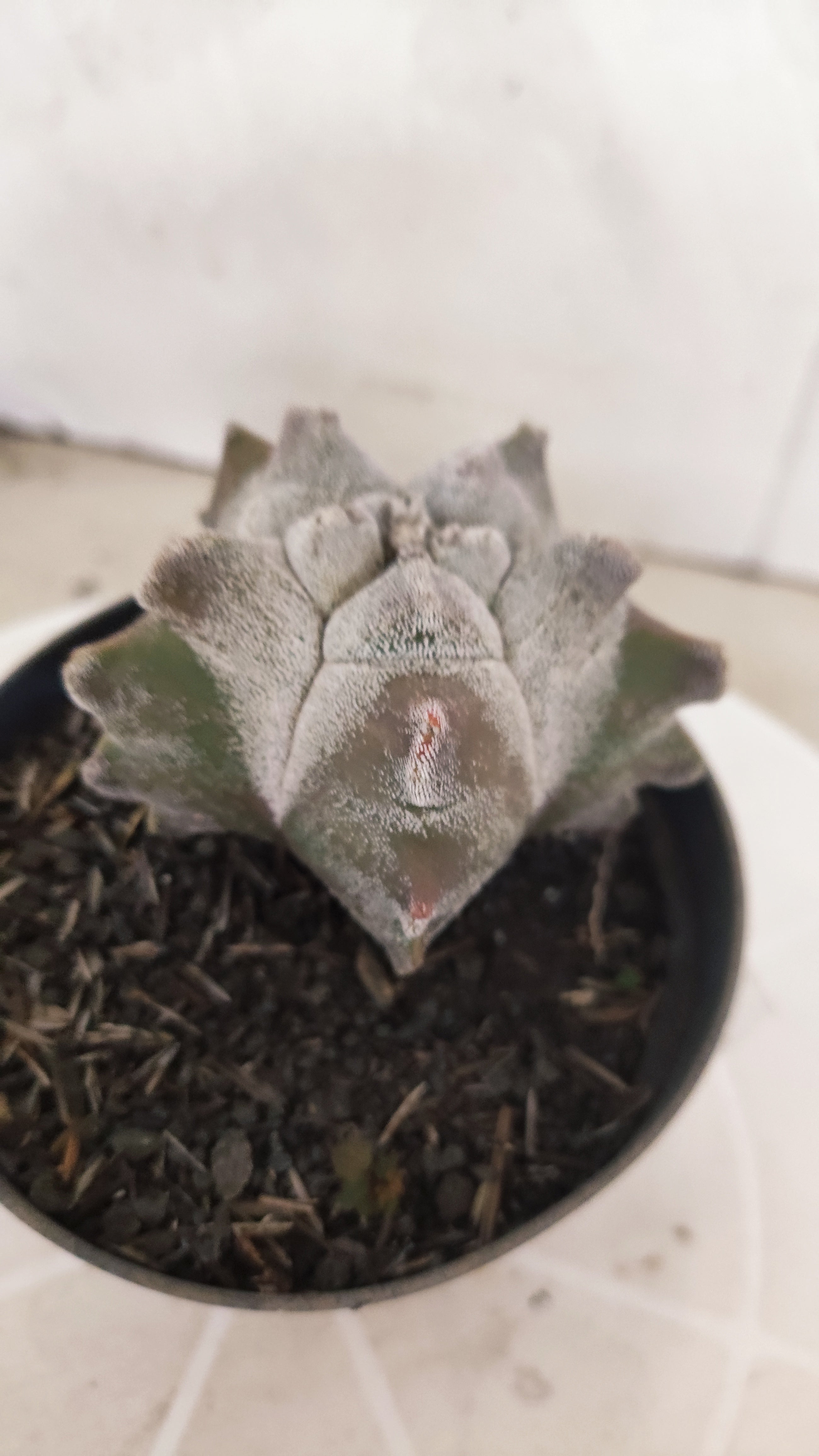 MATRIZ ASTROPHYTUM cv KIKKO   Nº 1340 – vaso 11