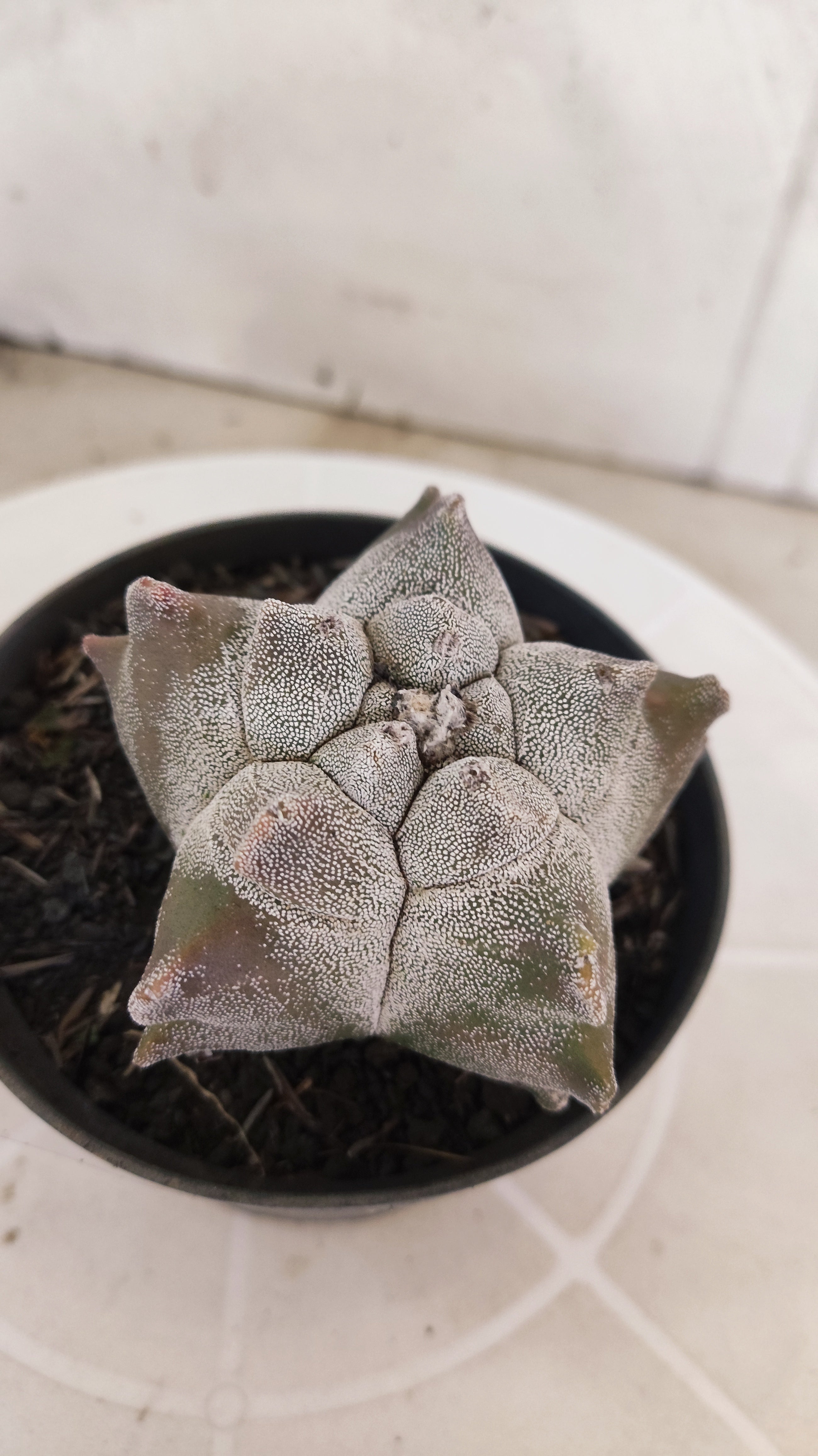 MATRIZ ASTROPHYTUM cv KIKKO   Nº 1340 – vaso 11