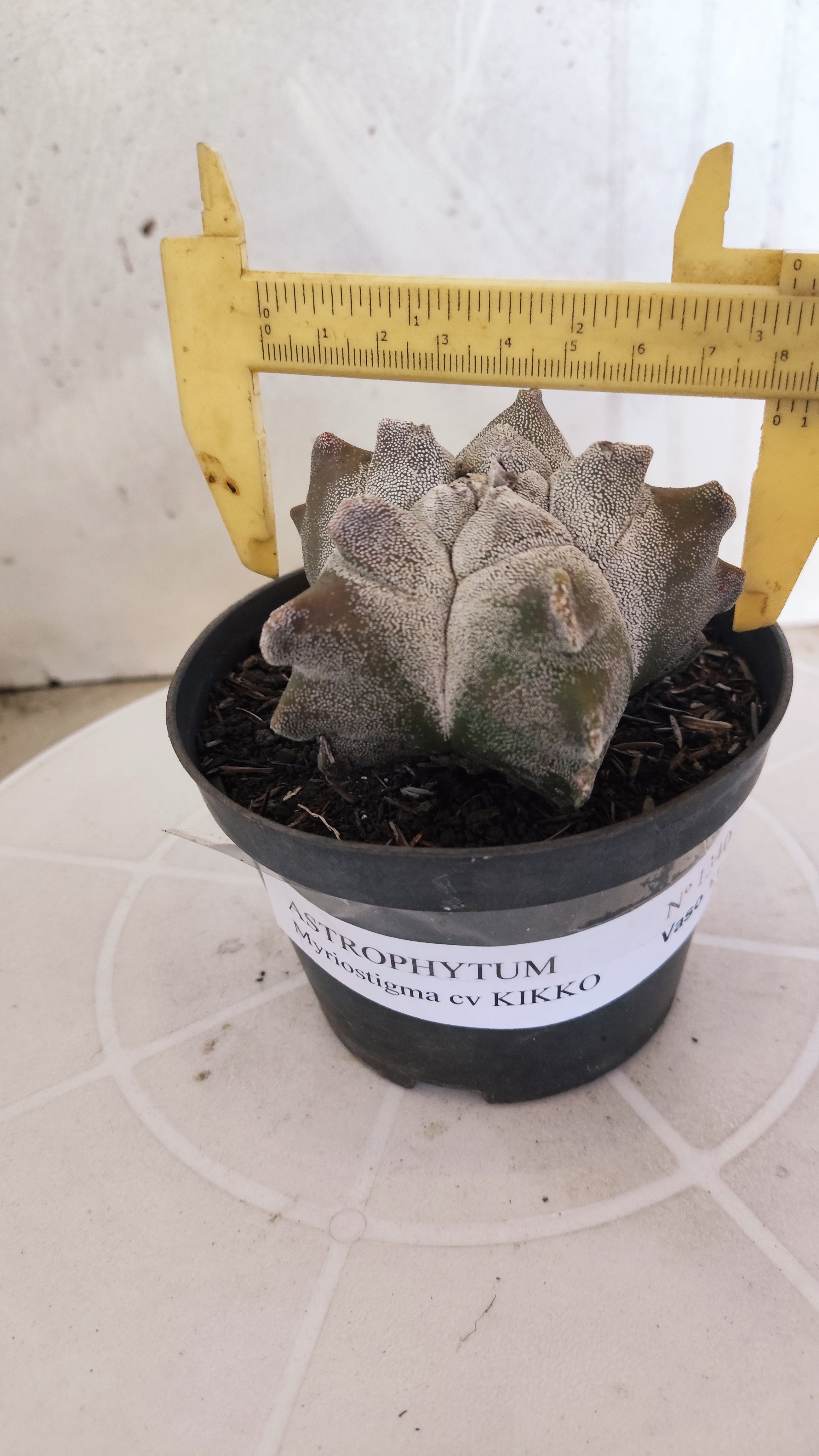 MATRIZ ASTROPHYTUM cv KIKKO   Nº 1340 – vaso 11