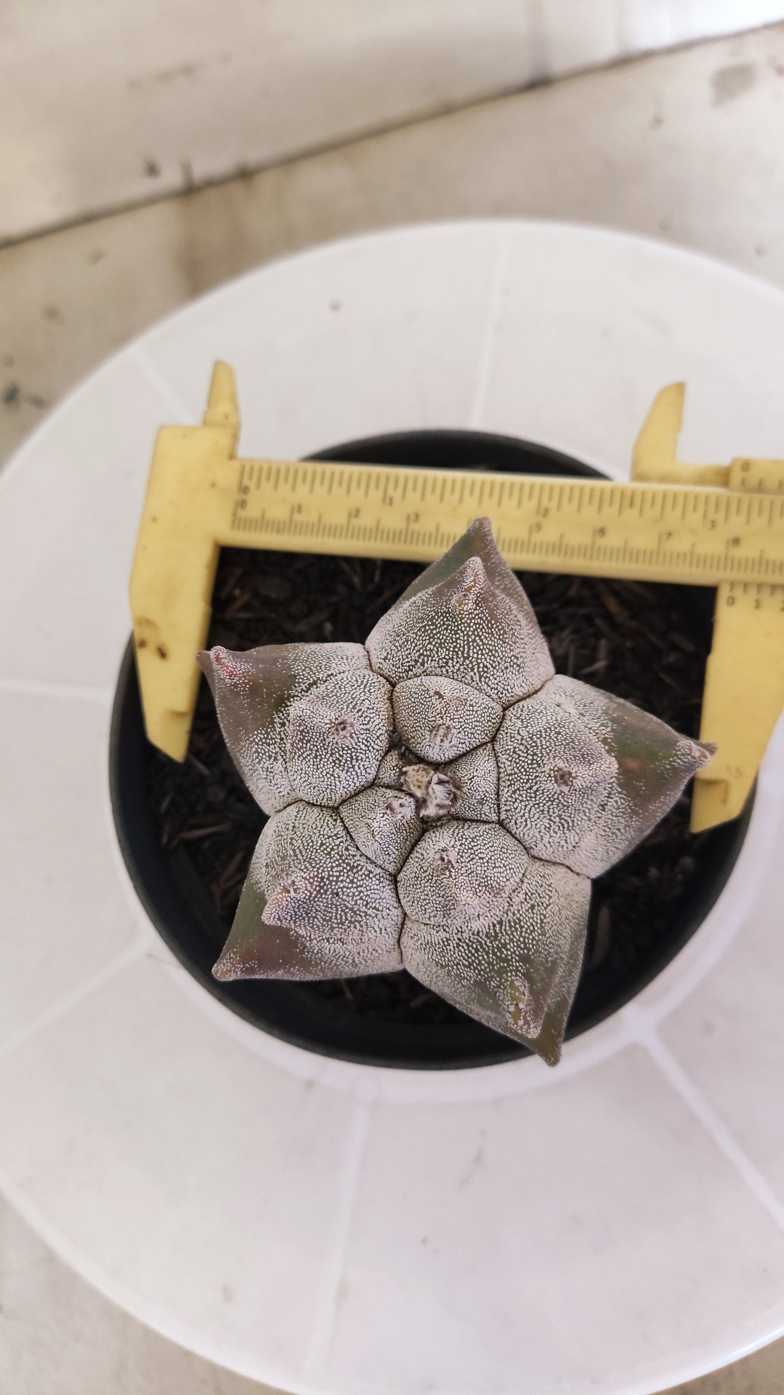 MATRIZ ASTROPHYTUM cv KIKKO   Nº 1340 – vaso 11