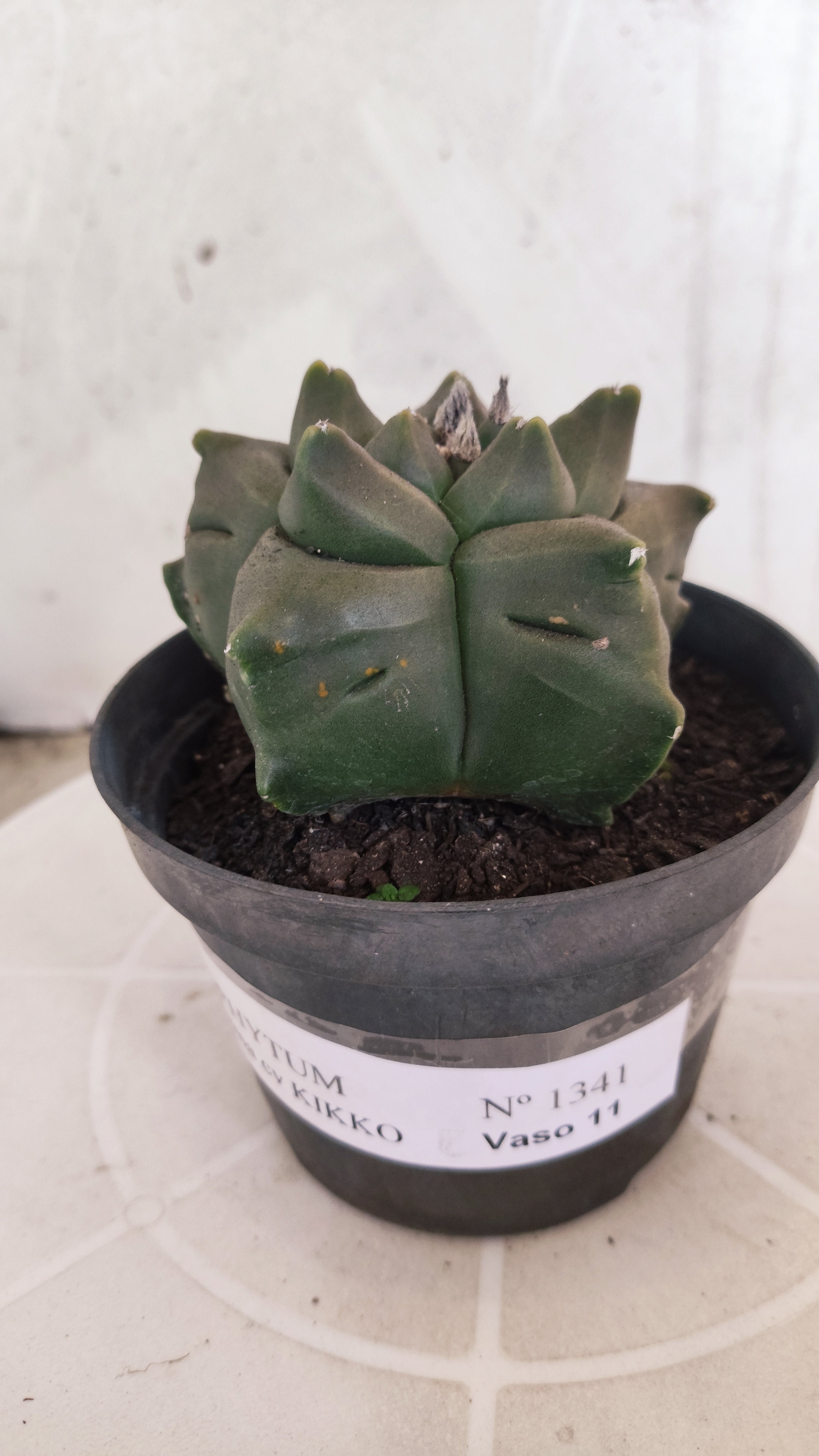 MATRIZ ASTROPHYTUM cv KIKKO   Nº 1341 – vaso 11