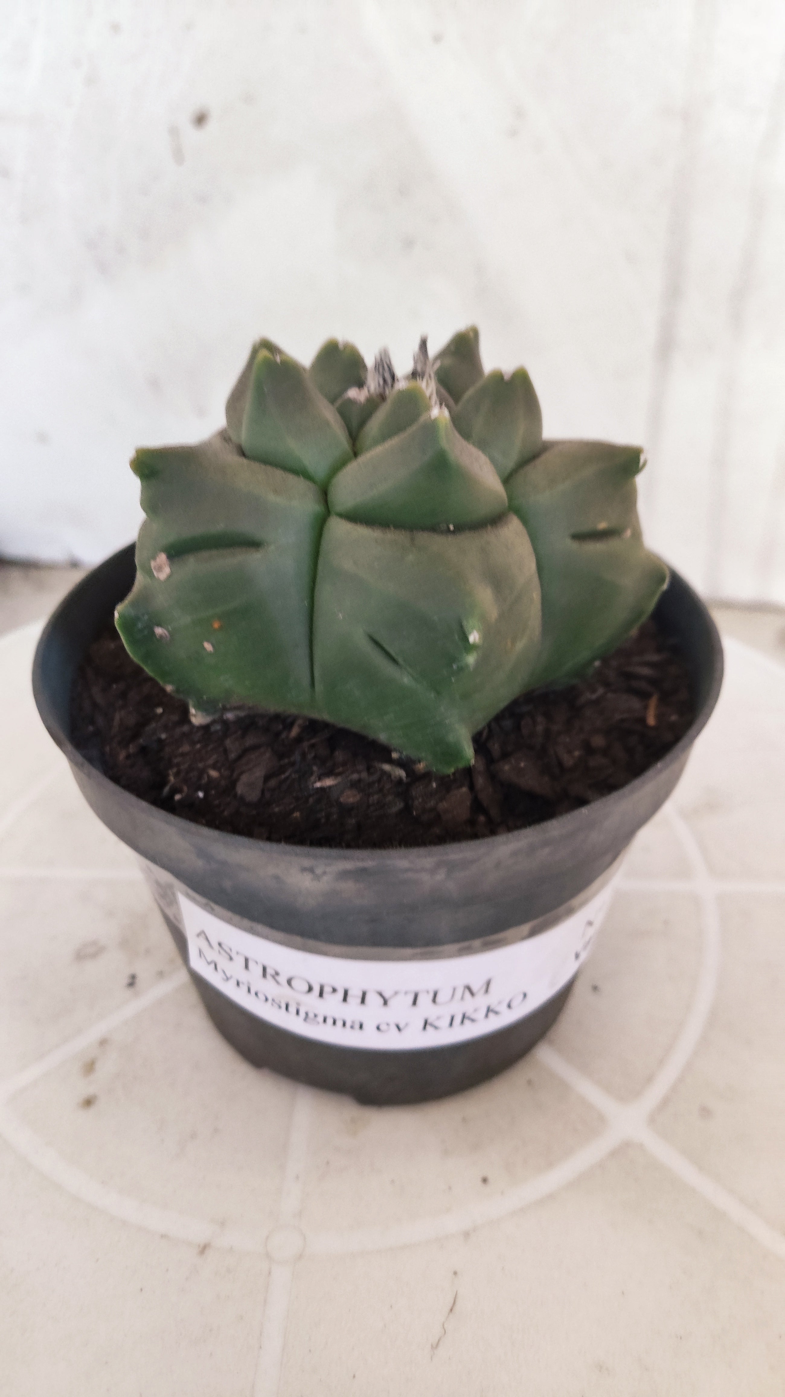 MATRIZ ASTROPHYTUM cv KIKKO   Nº 1341 – vaso 11