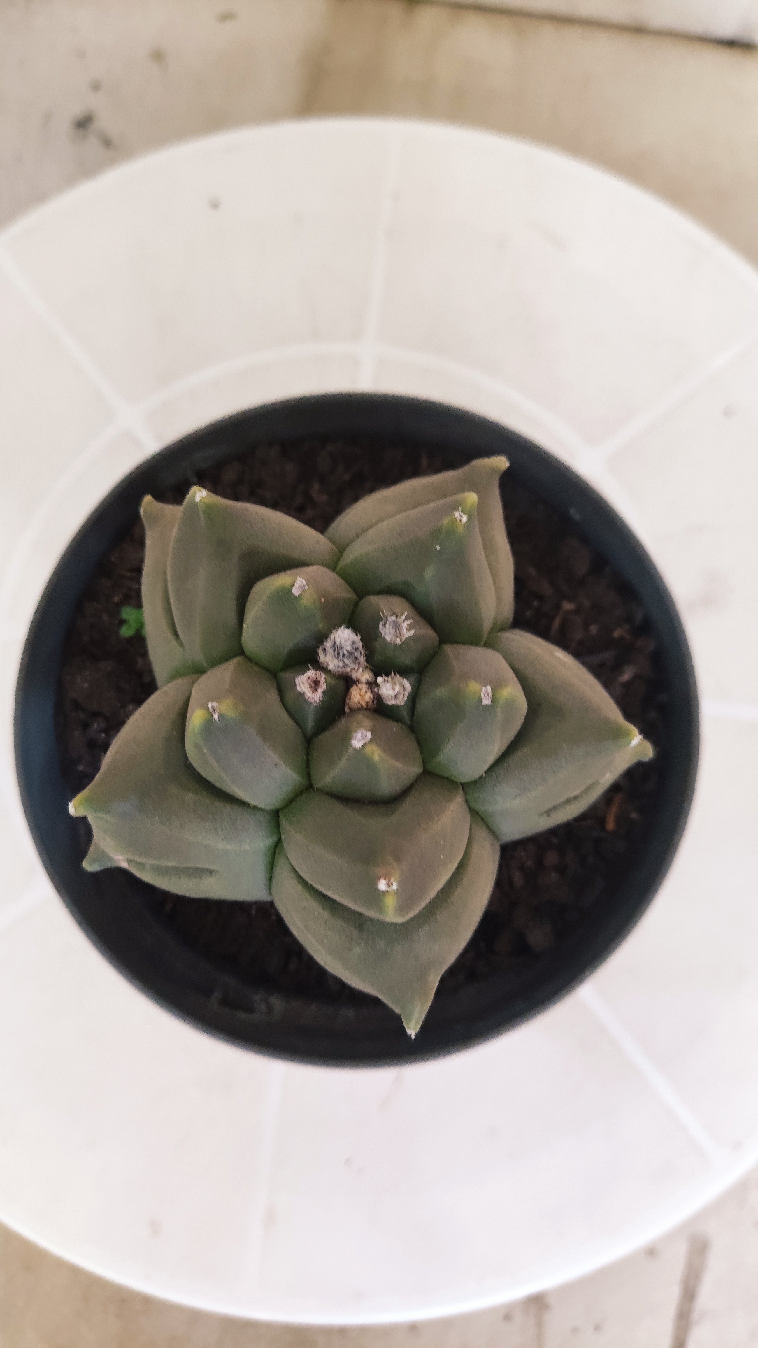 MATRIZ ASTROPHYTUM cv KIKKO   Nº 1341 – vaso 11