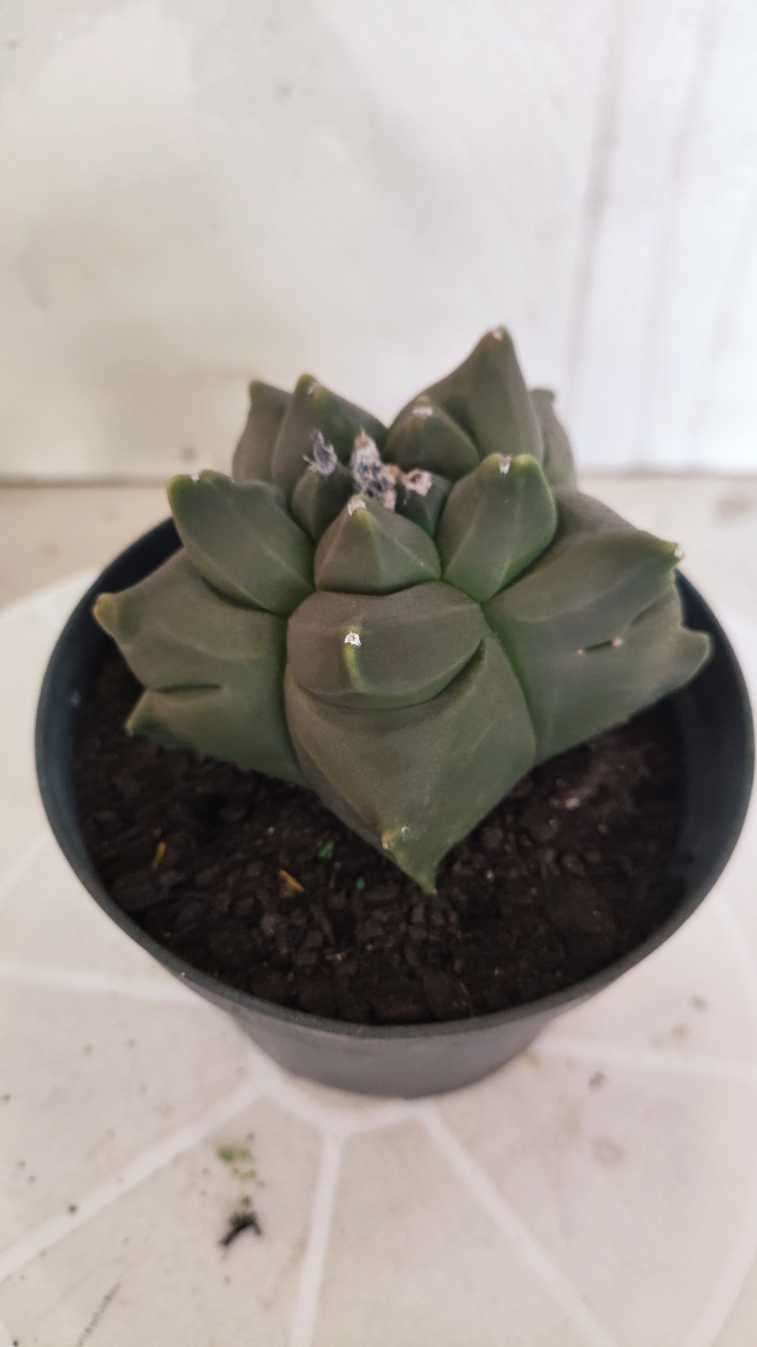 MATRIZ ASTROPHYTUM cv KIKKO   Nº 1341 – vaso 11