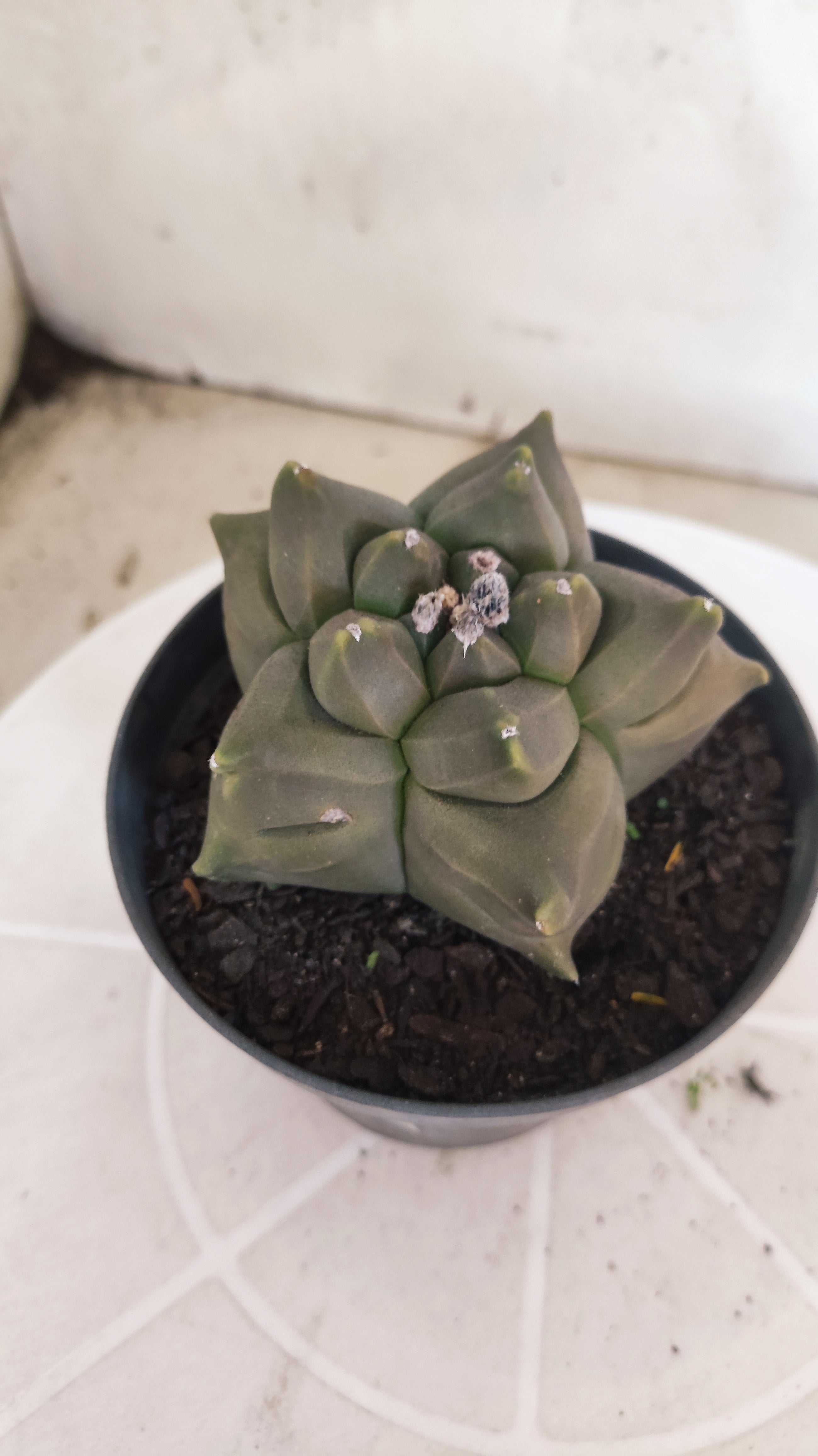 MATRIZ ASTROPHYTUM cv KIKKO   Nº 1341 – vaso 11