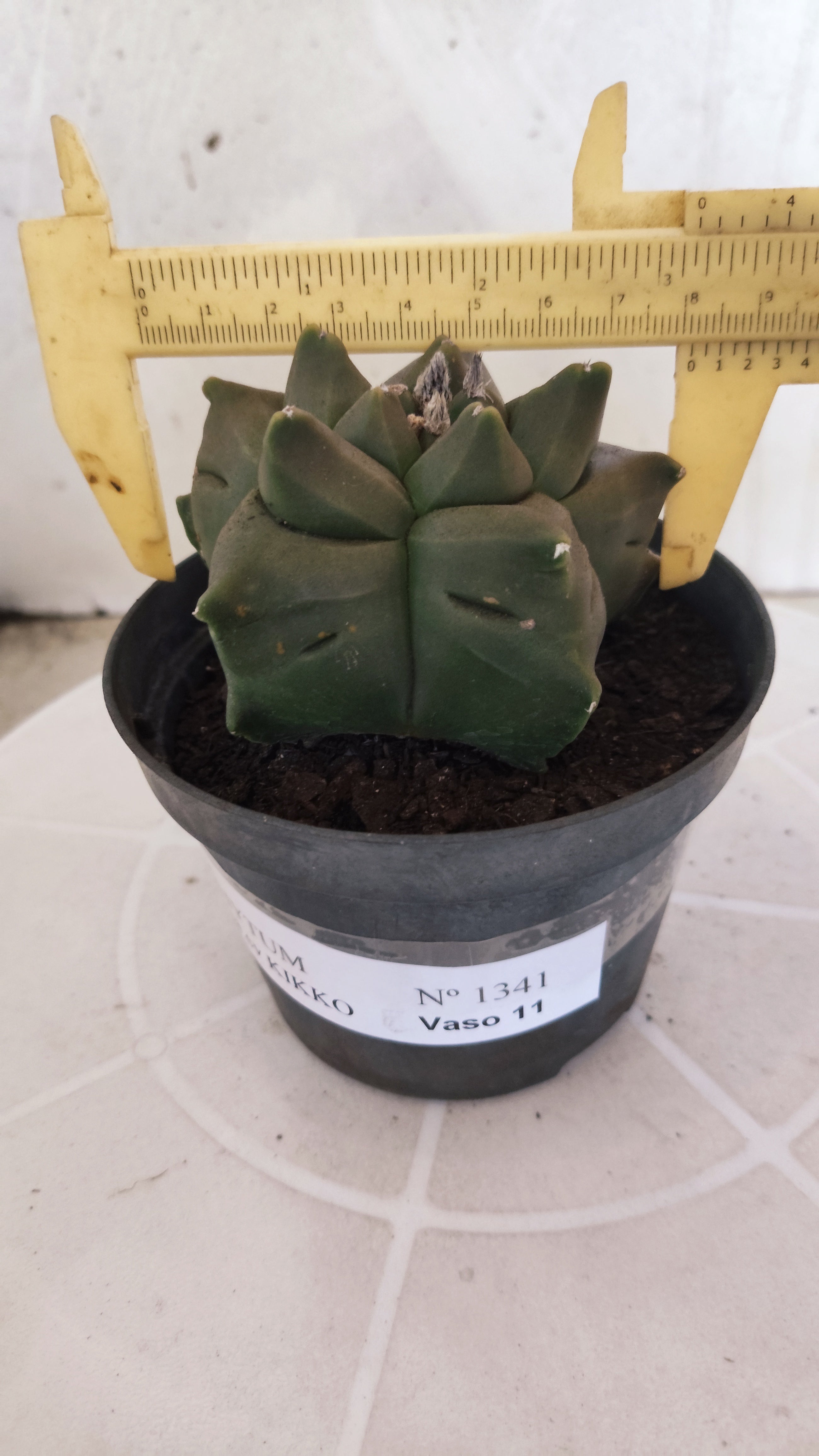 MATRIZ ASTROPHYTUM cv KIKKO   Nº 1341 – vaso 11