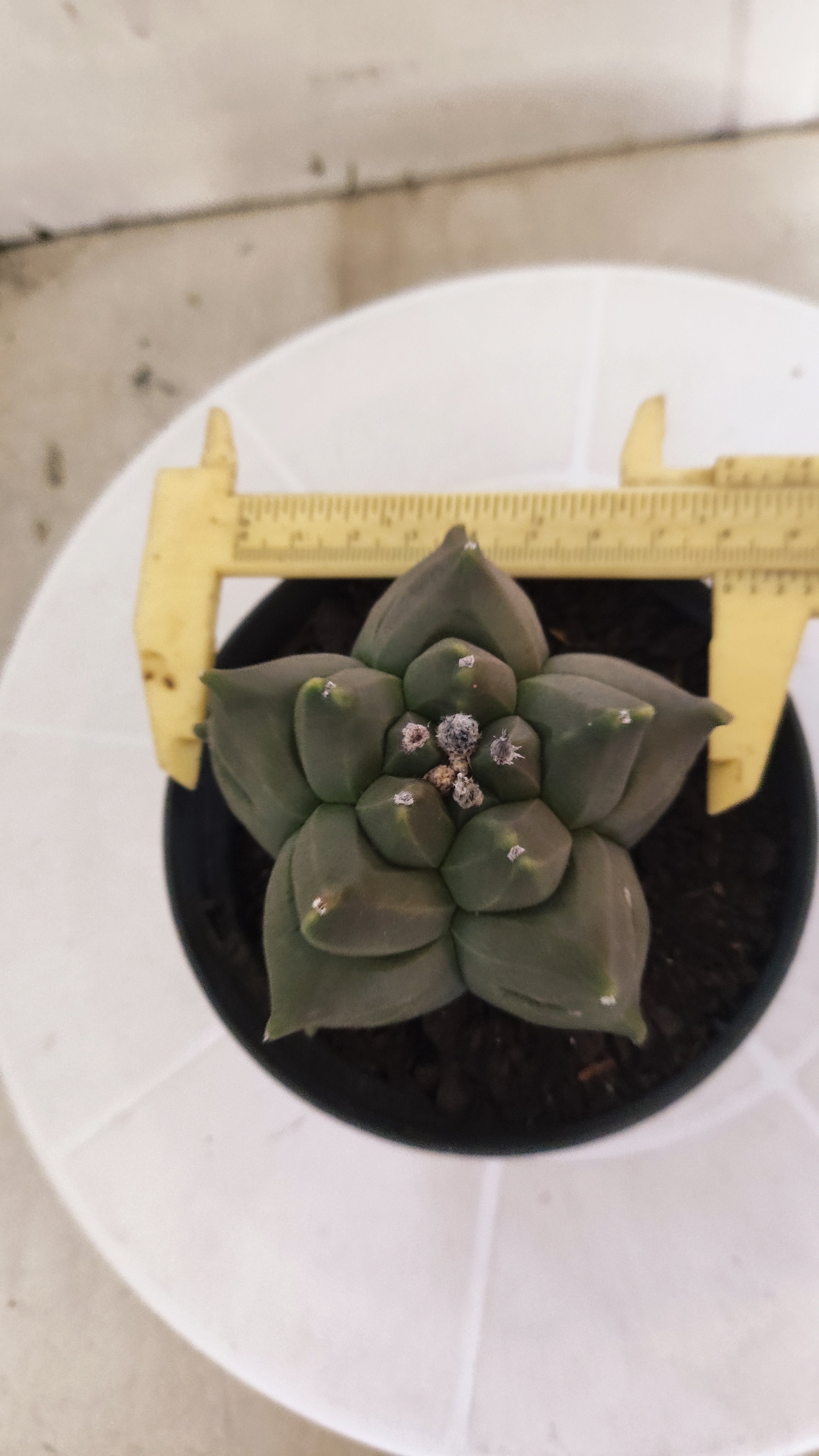 MATRIZ ASTROPHYTUM cv KIKKO   Nº 1341 – vaso 11