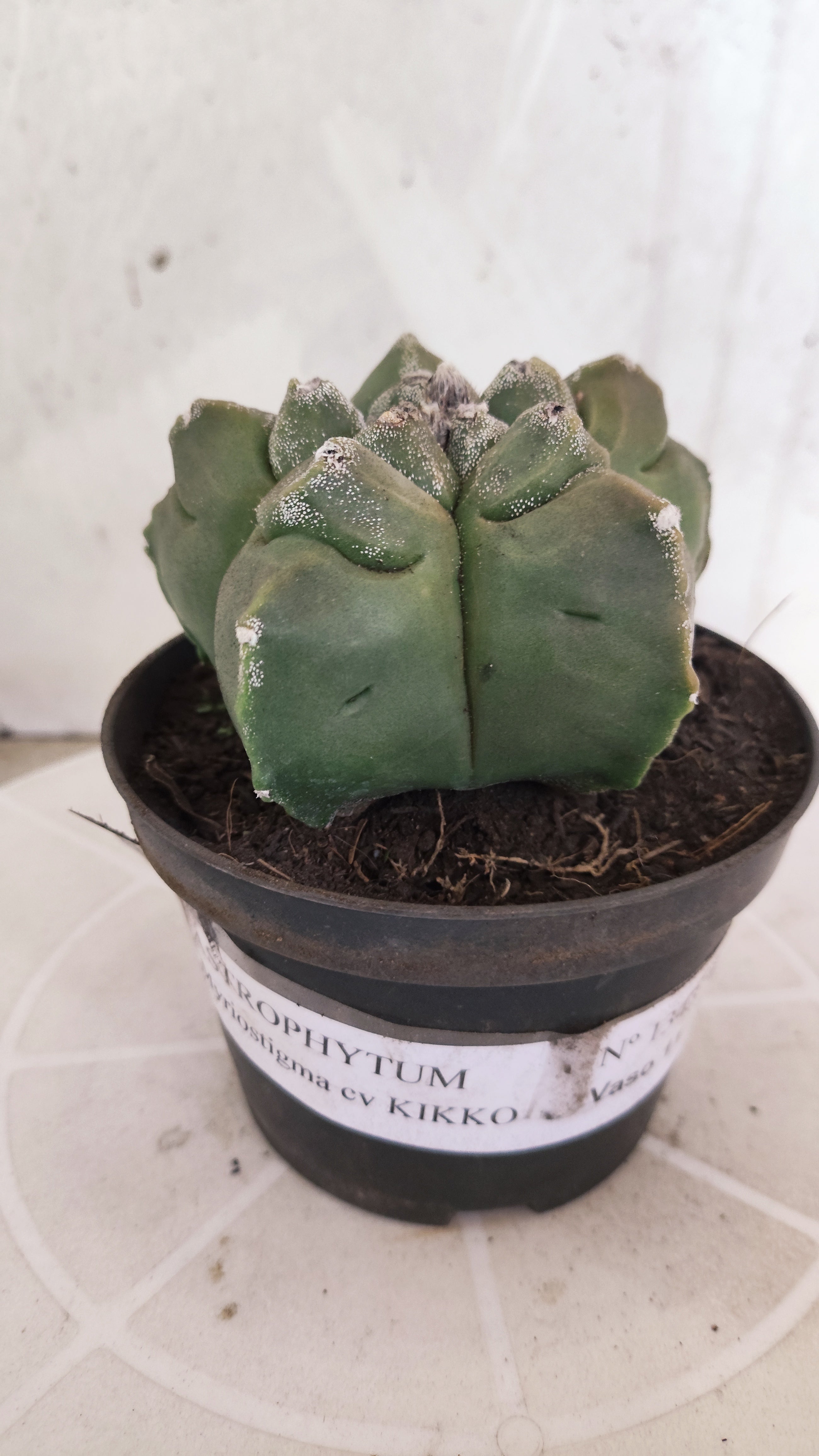 MATRIZ ASTROPHYTUM cv KIKKO   Nº 1343 – vaso 11