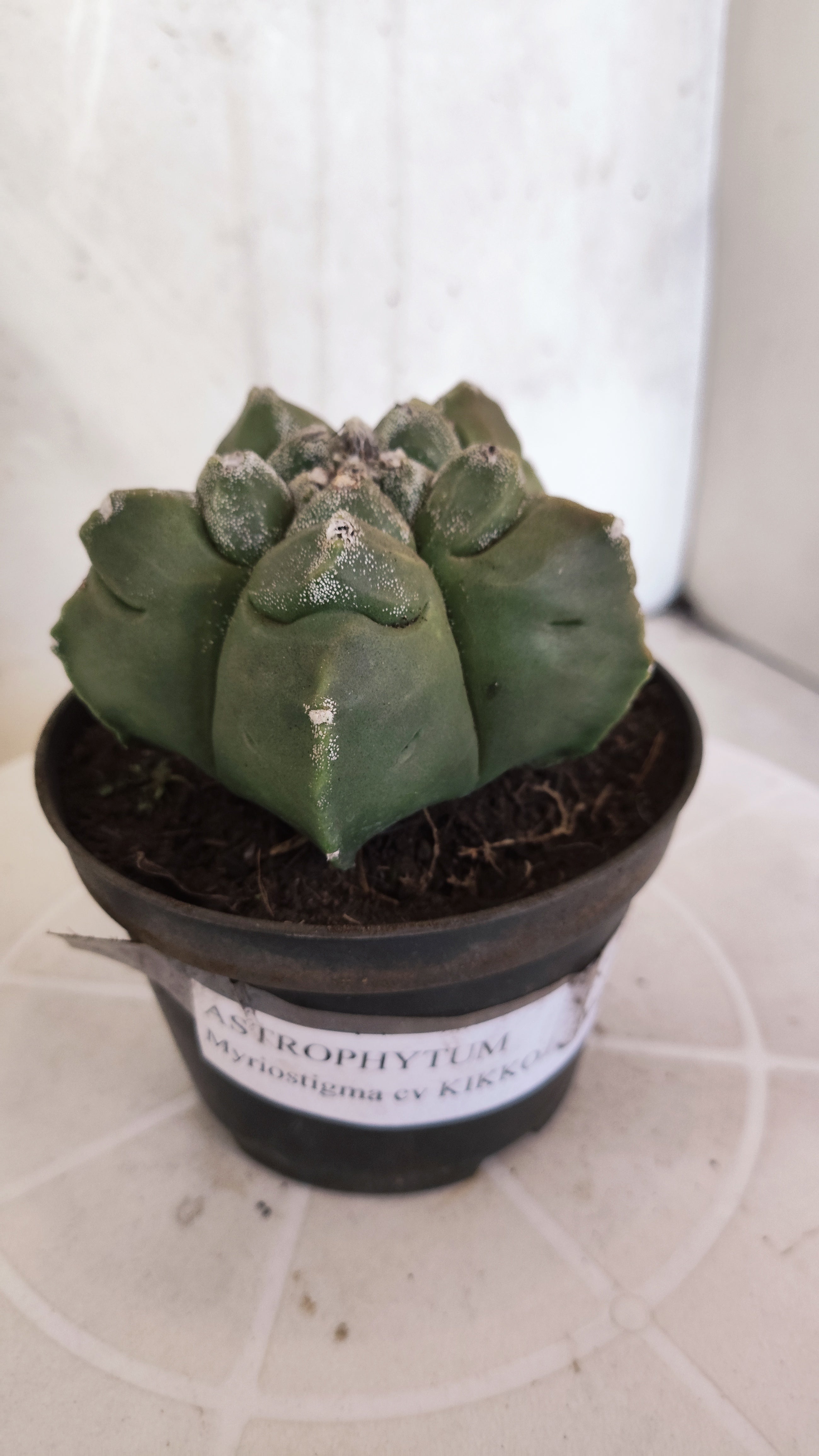 MATRIZ ASTROPHYTUM cv KIKKO   Nº 1343 – vaso 11