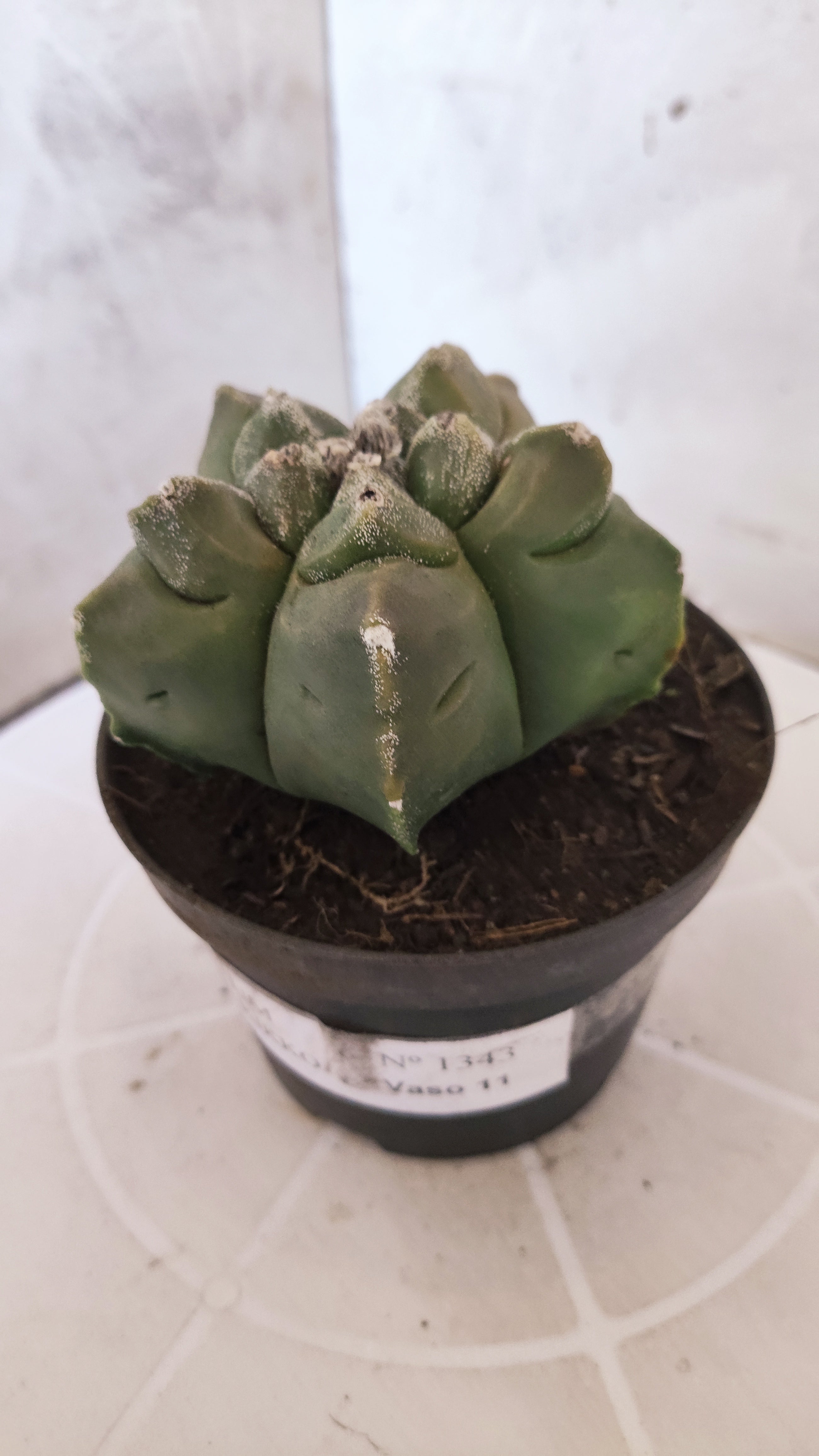 MATRIZ ASTROPHYTUM cv KIKKO   Nº 1343 – vaso 11