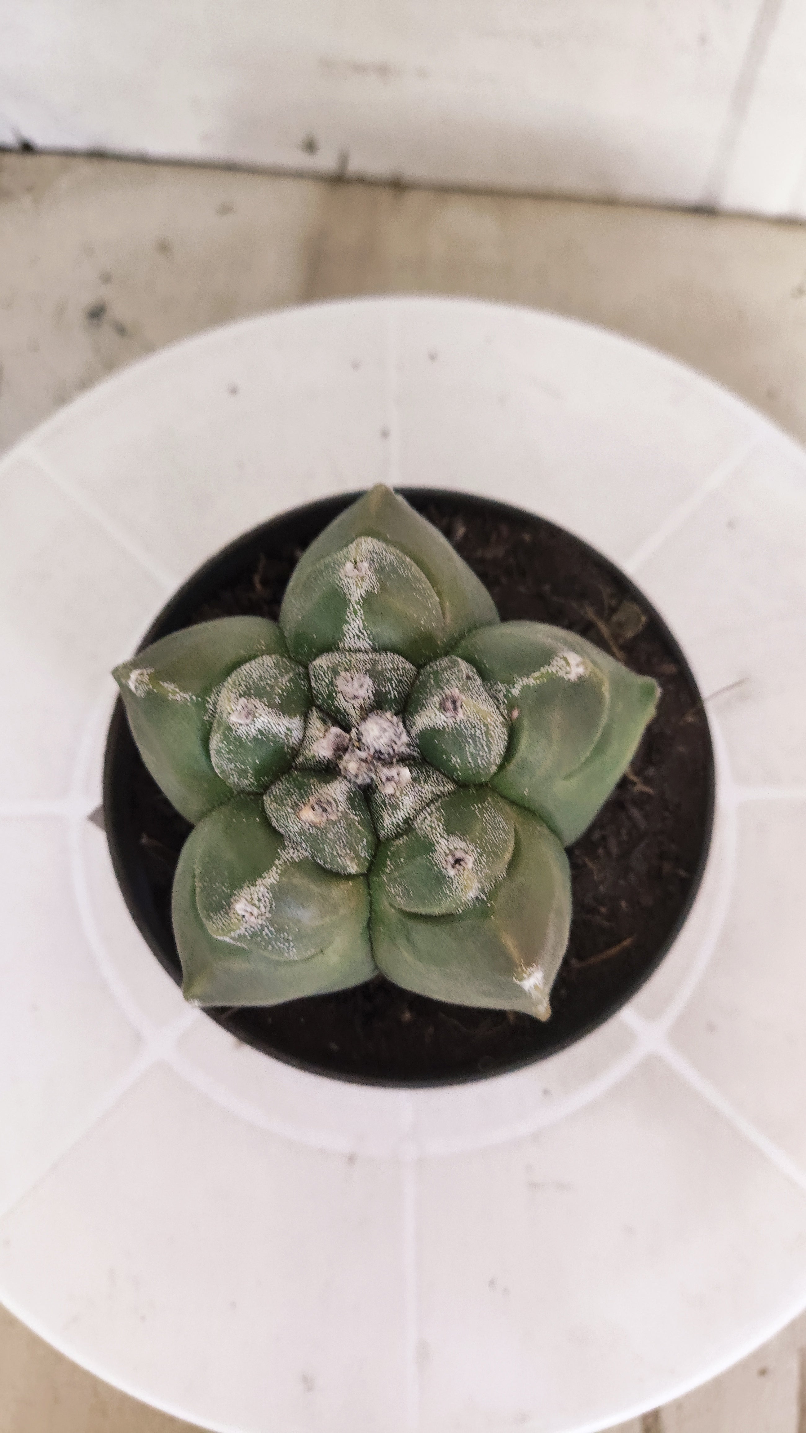 MATRIZ ASTROPHYTUM cv KIKKO   Nº 1343 – vaso 11